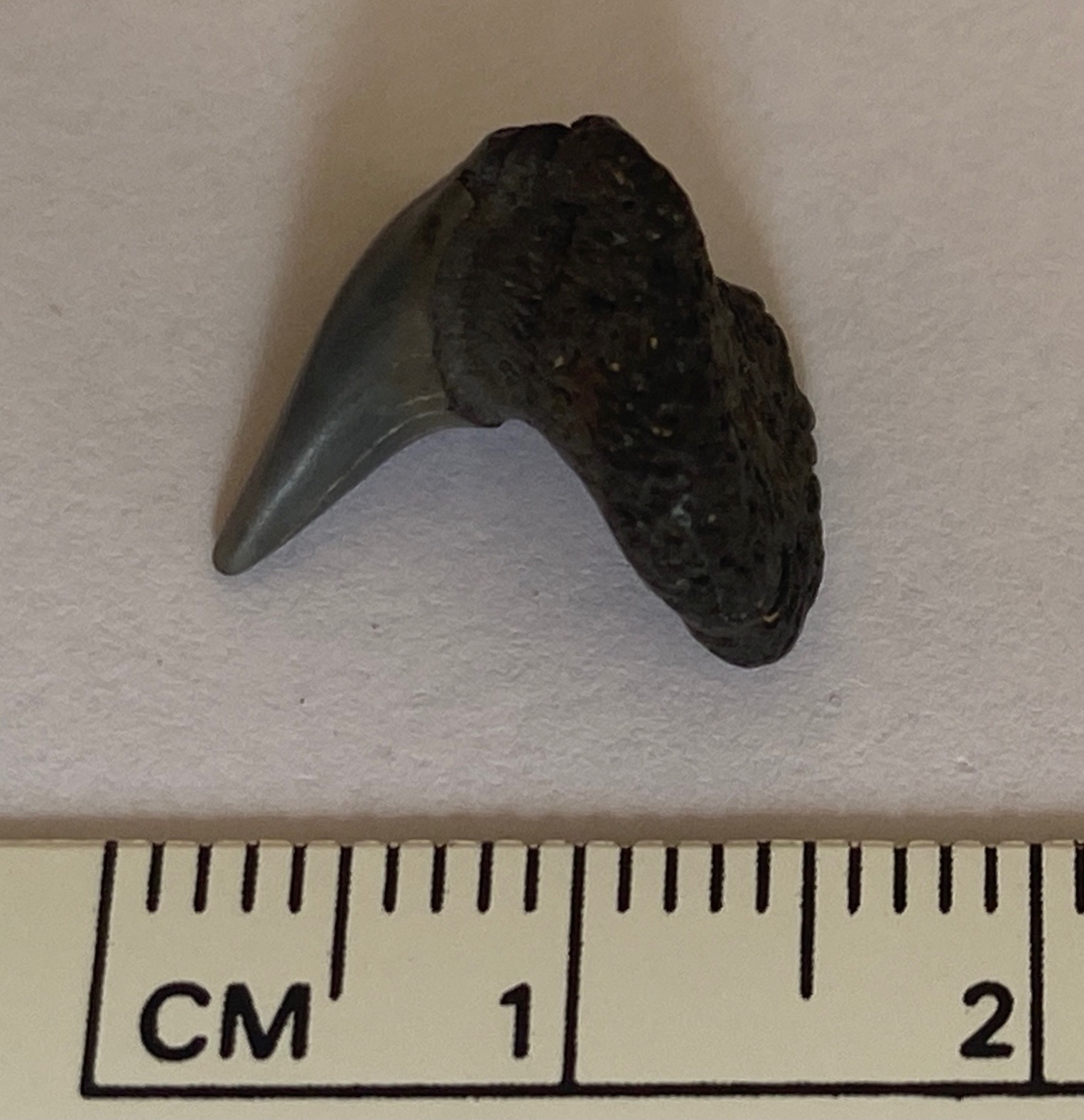 Fossil Whale shark tooth? Fossil ID The Fossil Forum — free download