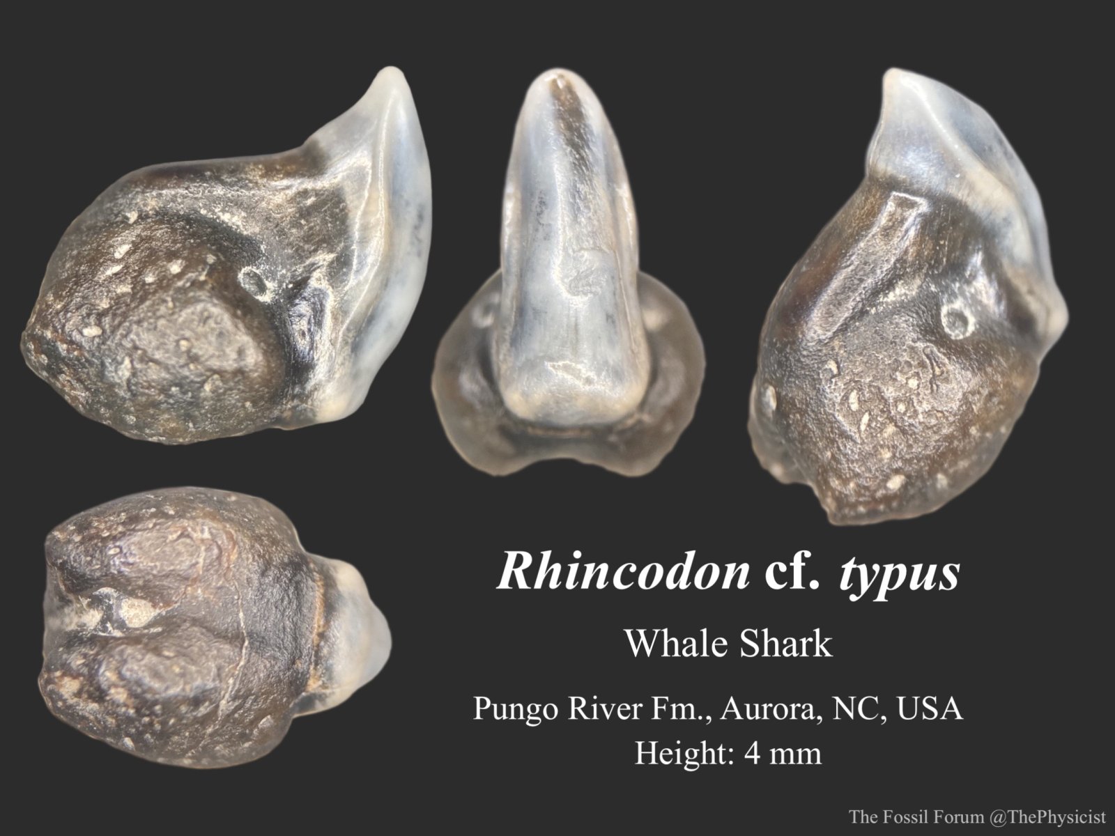 Whale shark tooth (2) Member Collections The Fossil Forum — free download