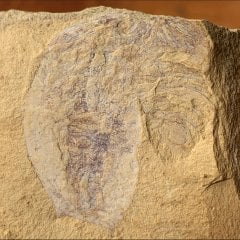 Naraoia spinosa - Cambrian - The Fossil Forum