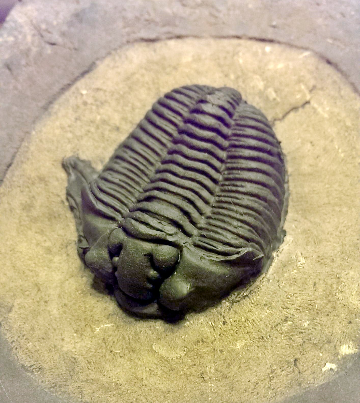 Grand Isle, Vermont Trilobite - Fossil Hunting Trips - The Fossil
