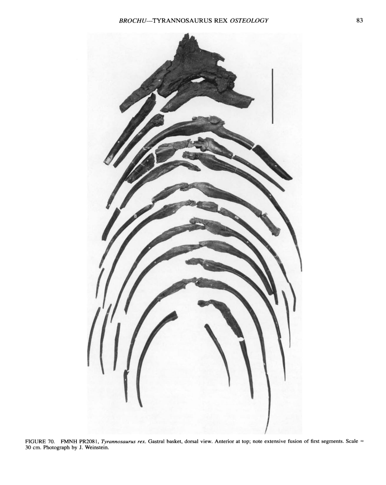 Is this a T-Rex Belly Rib? - Fossil ID - The Fossil Forum