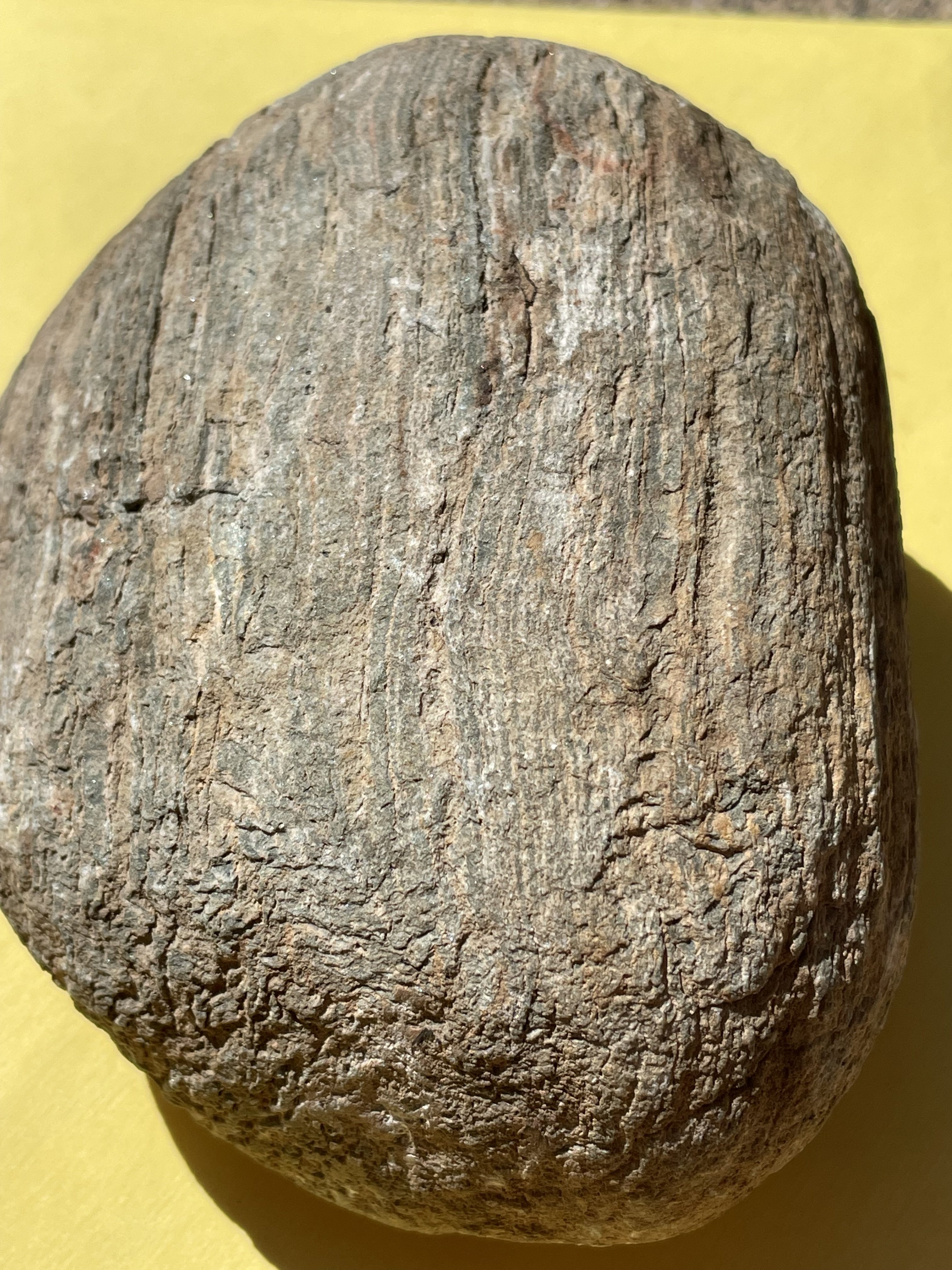 Petrified Wood ID - Fossil ID - The Fossil Forum