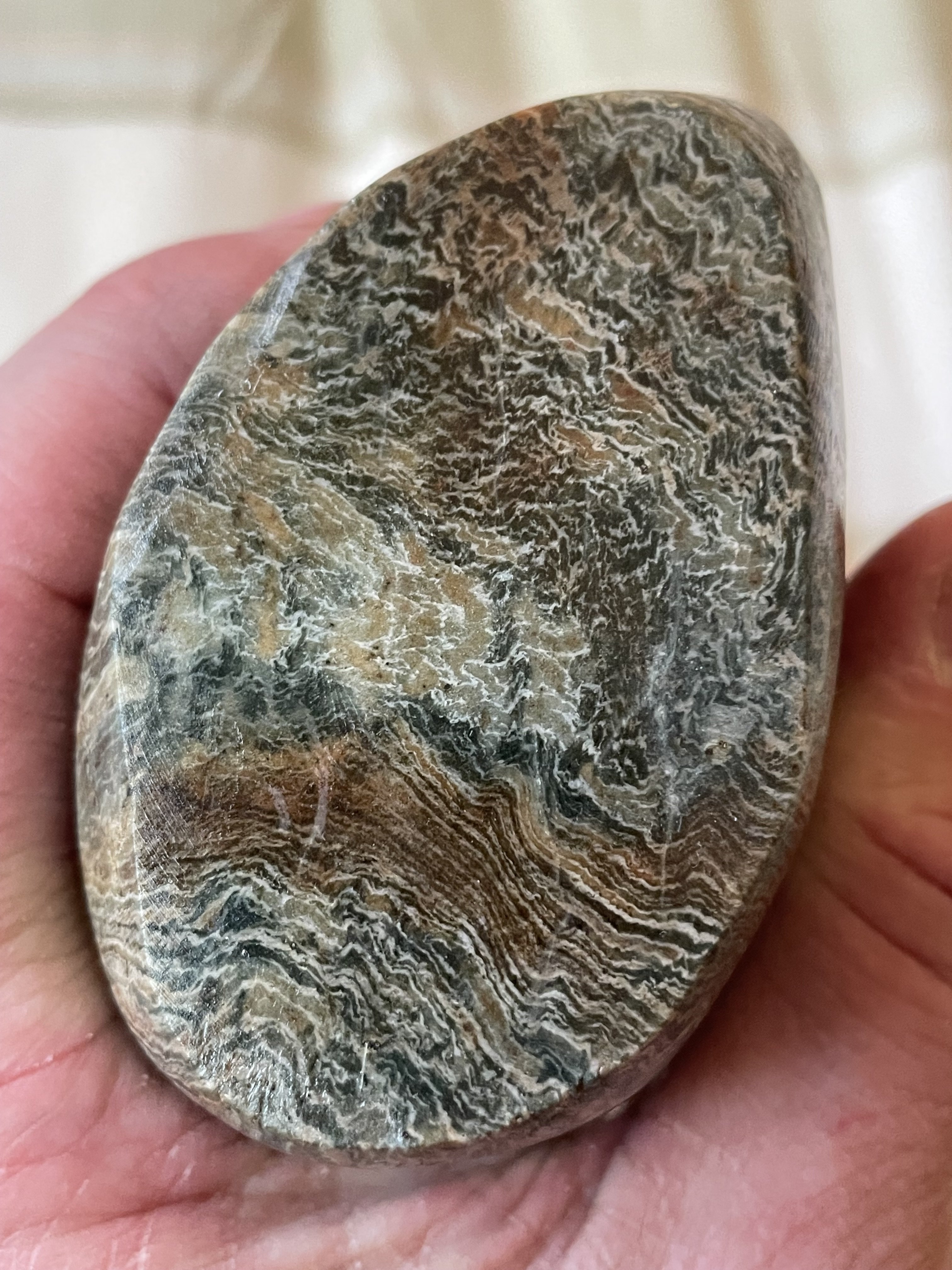 Petrified Wood ID - Fossil ID - The Fossil Forum