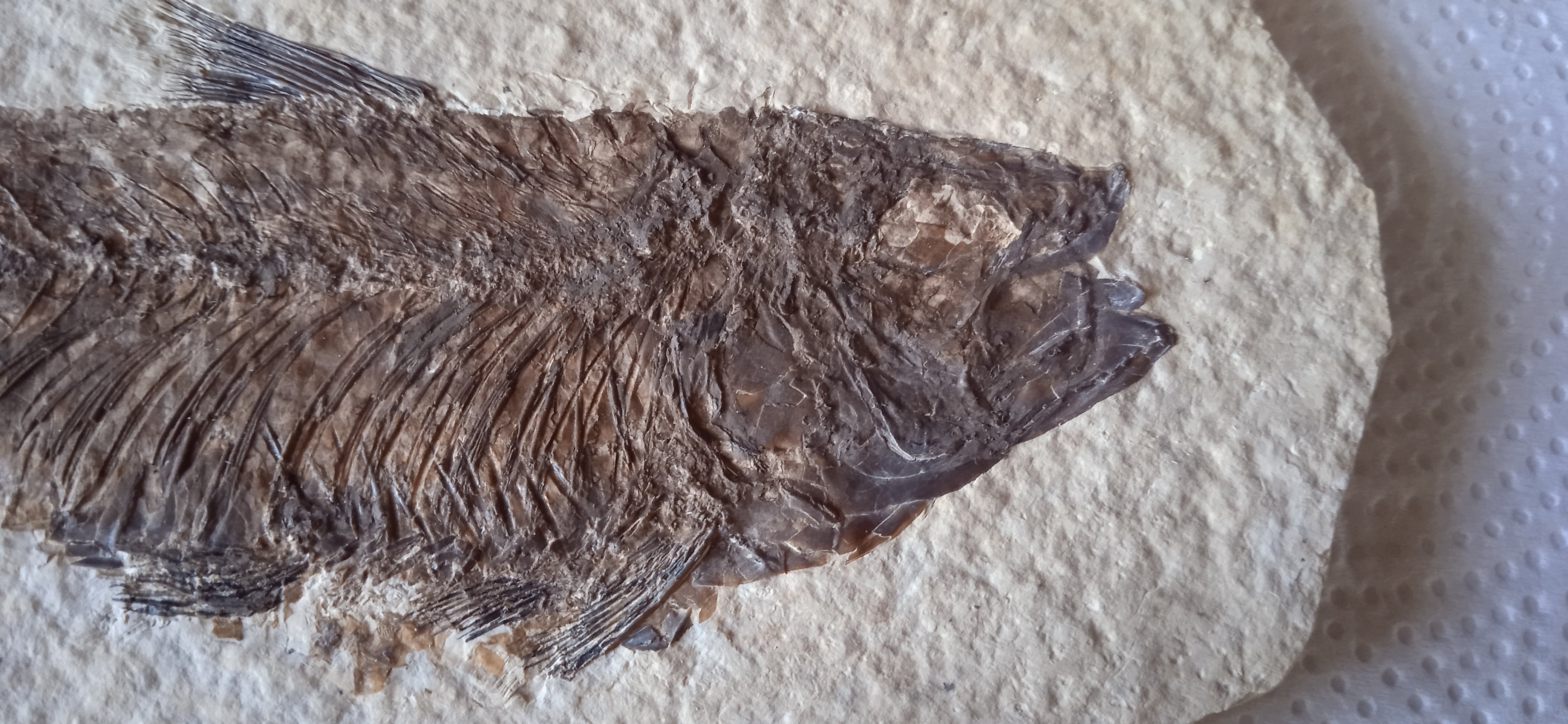 A fish from the Green River Formation - Fossil ID - The Fossil Forum