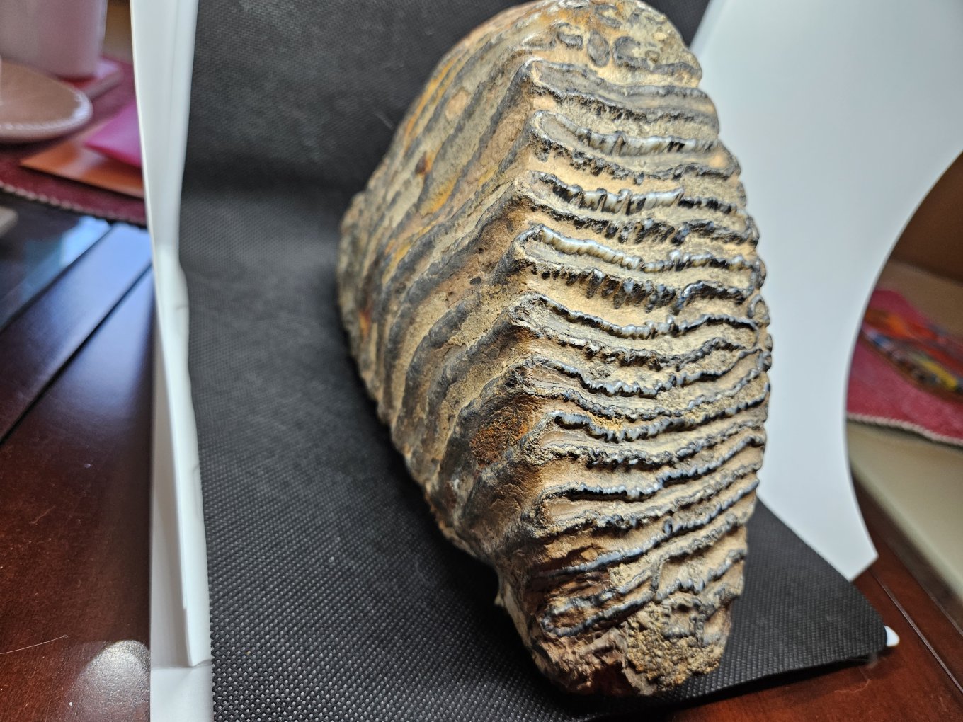Mammoth molar help - Fossil ID - The Fossil Forum
