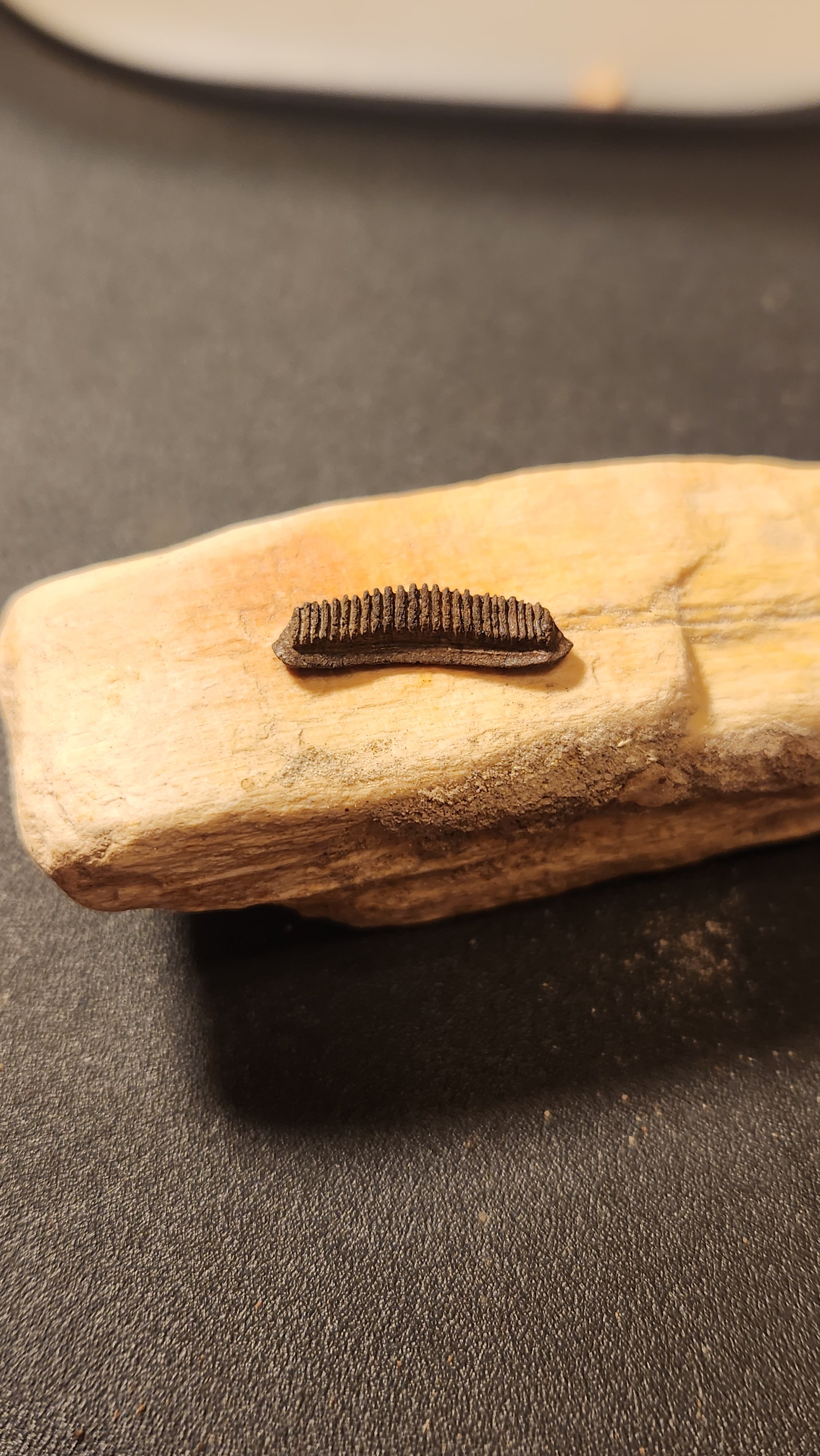 Whiskey Bridge Ray tooth plate - Fossil ID - The Fossil Forum
