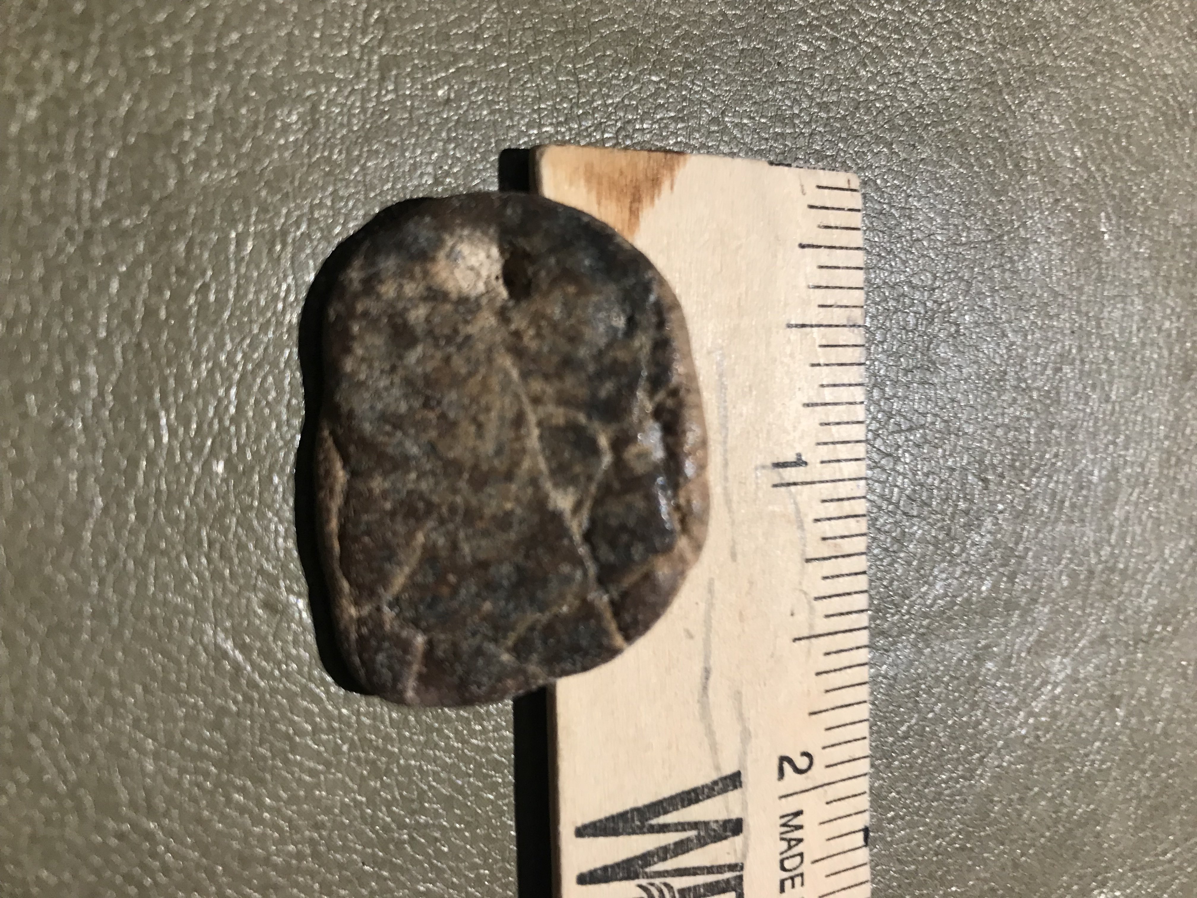 Turtle shell with bone? - Fossil ID - The Fossil Forum