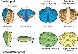 Shell and strange design - Fossil ID - The Fossil Forum
