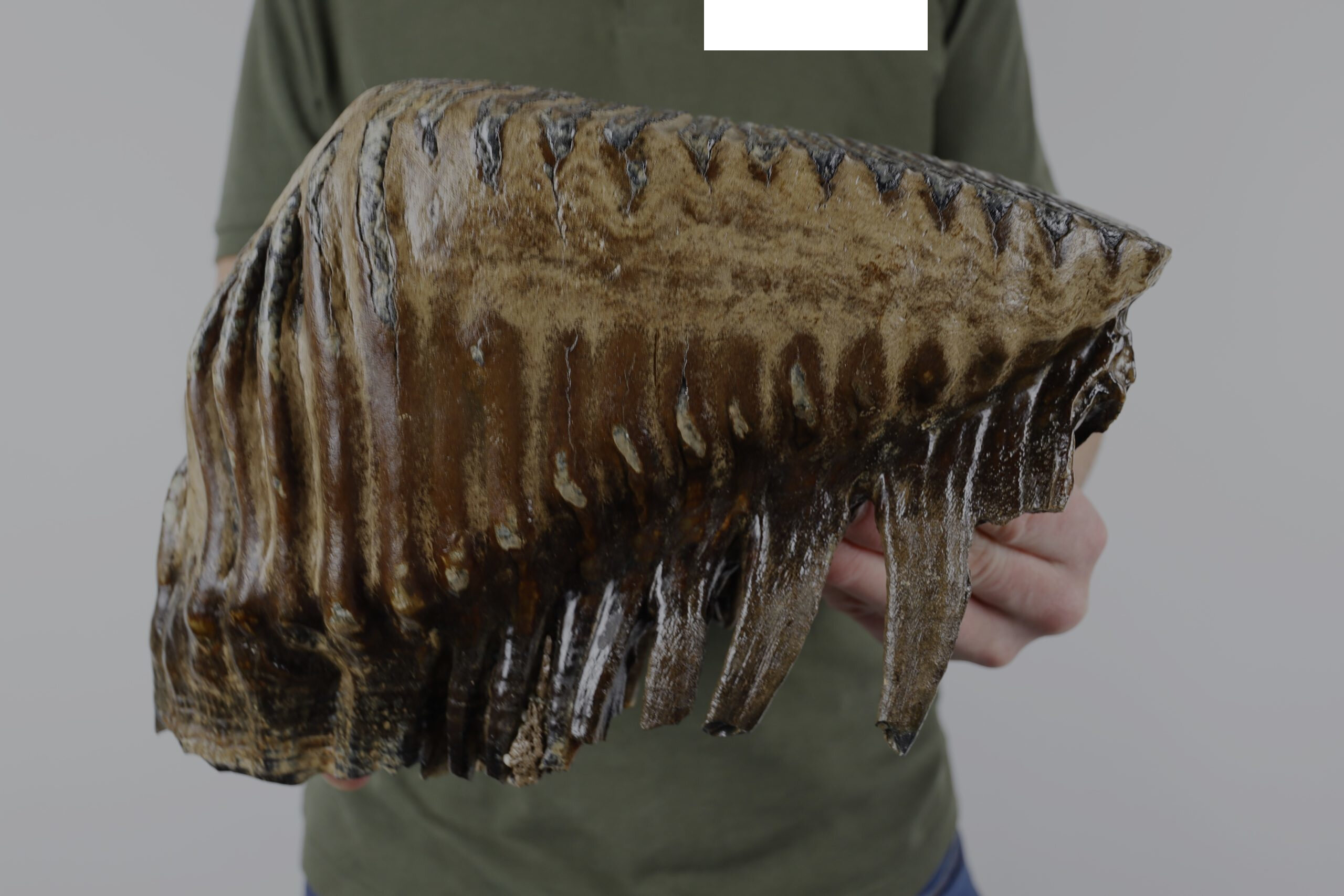 Mammuthus primigenius: authentic tooth? Upper left or right? - Is