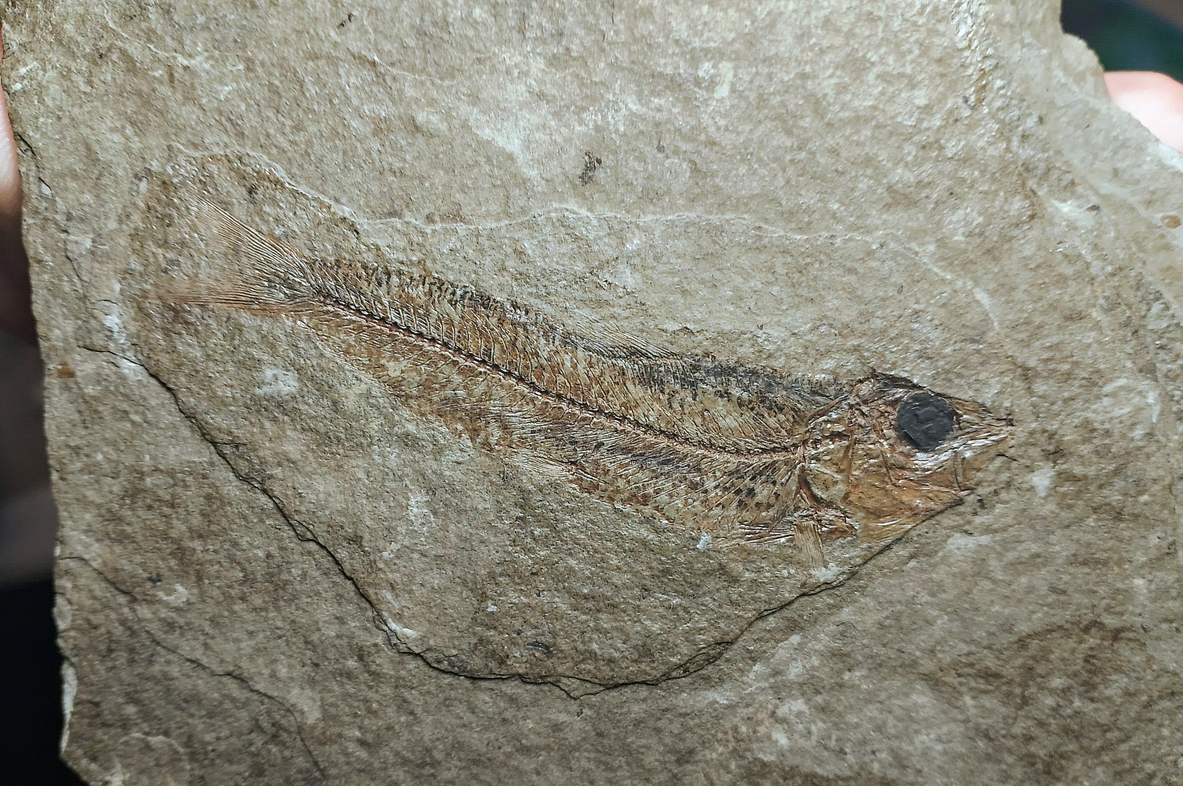 Neogene fish - Member Collections - The Fossil Forum