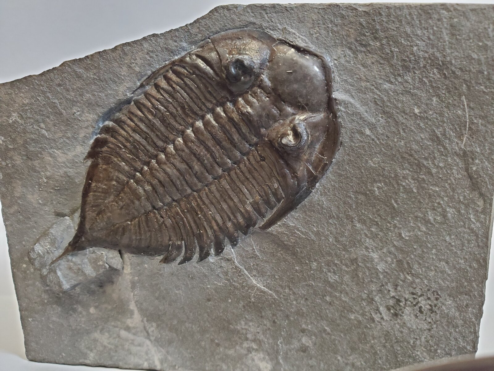 Dalmanites limulurus - Member Collections - The Fossil Forum