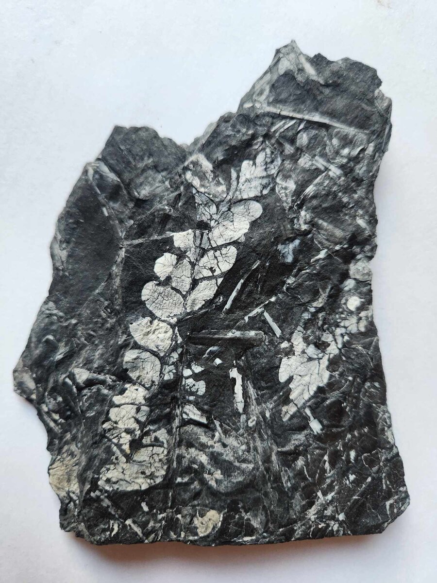 Plant - Member Collections - The Fossil Forum