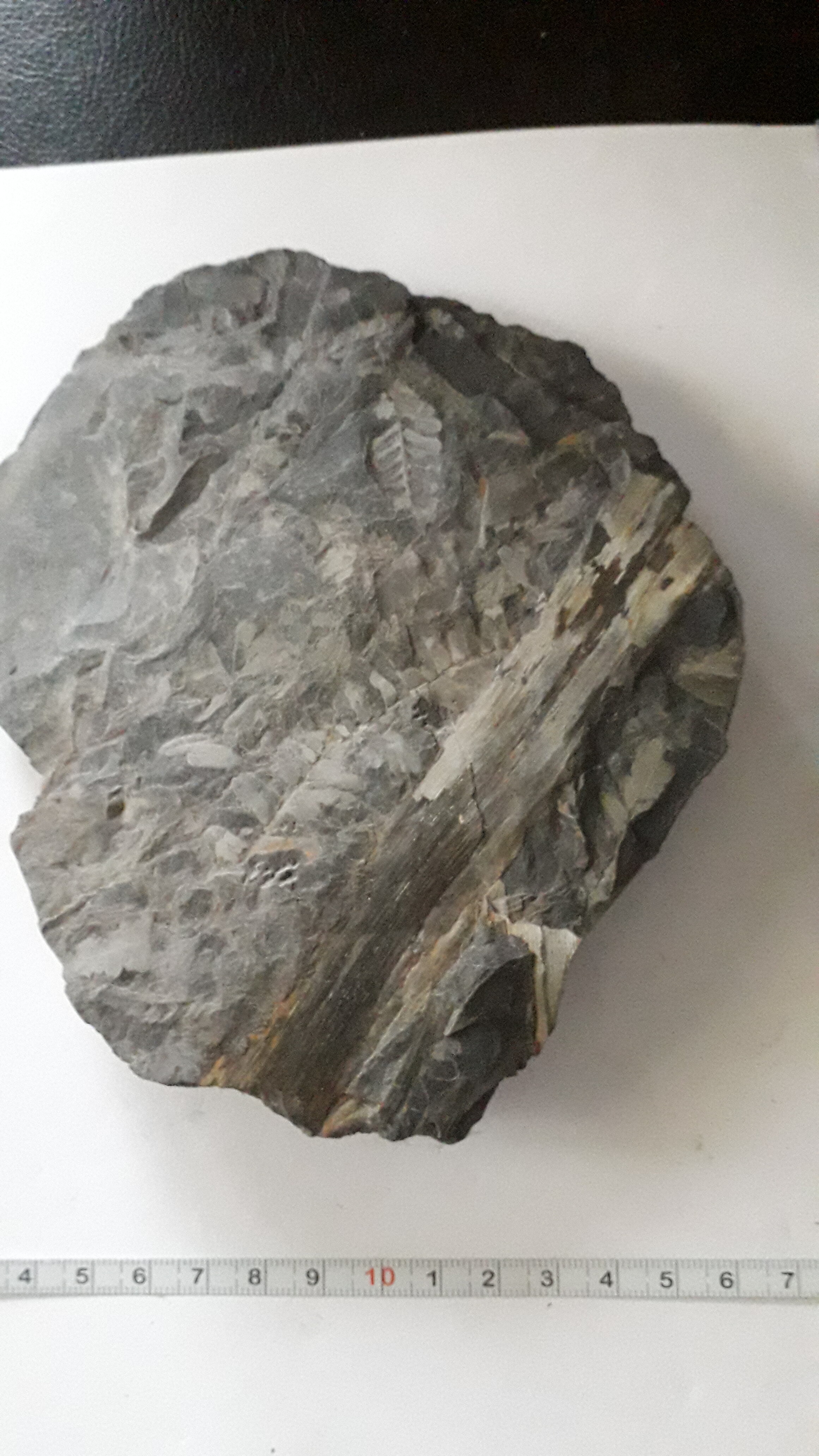 Another carbon plant - Fossil ID - The Fossil Forum