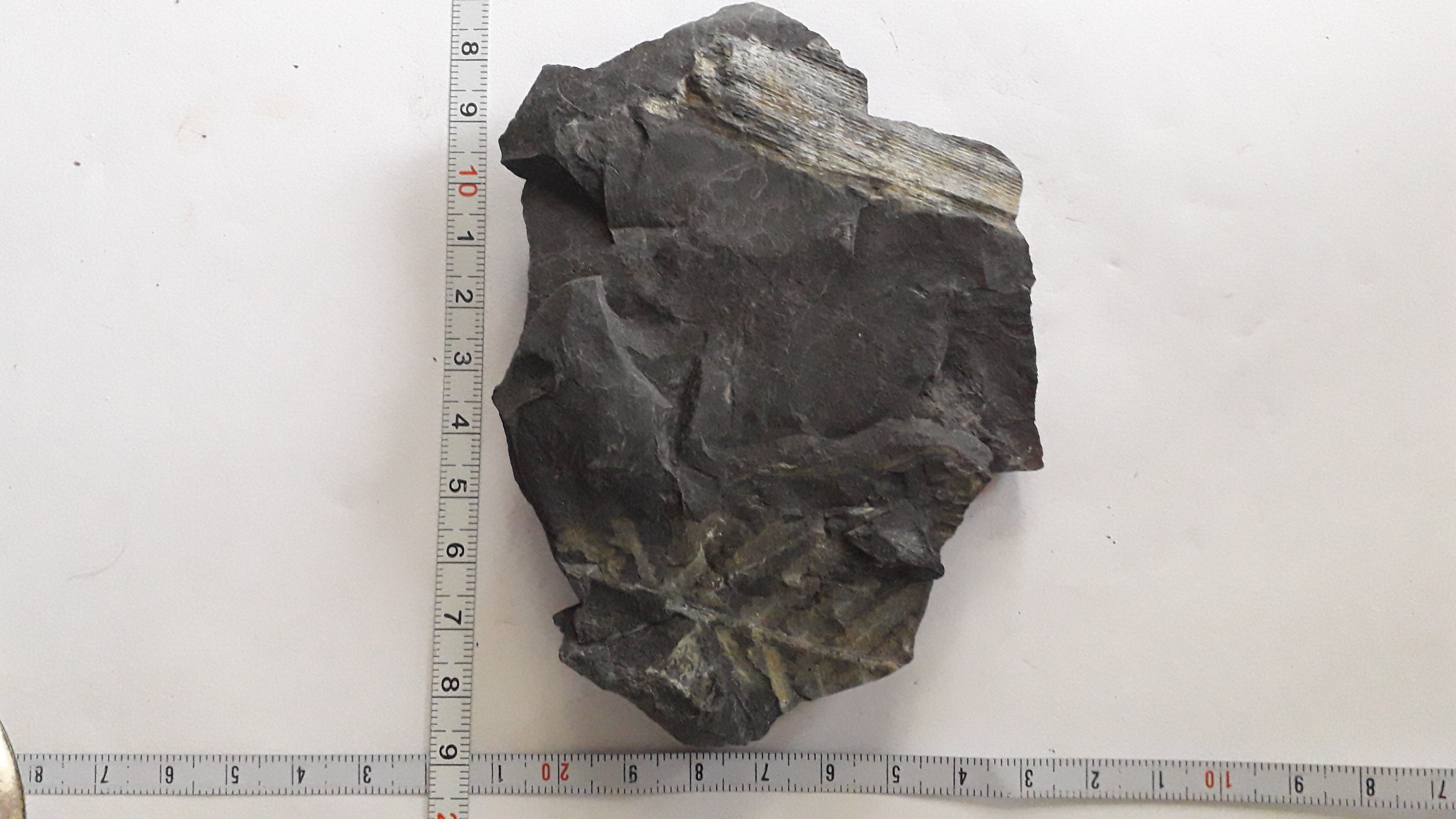 Another carbon plant - Fossil ID - The Fossil Forum