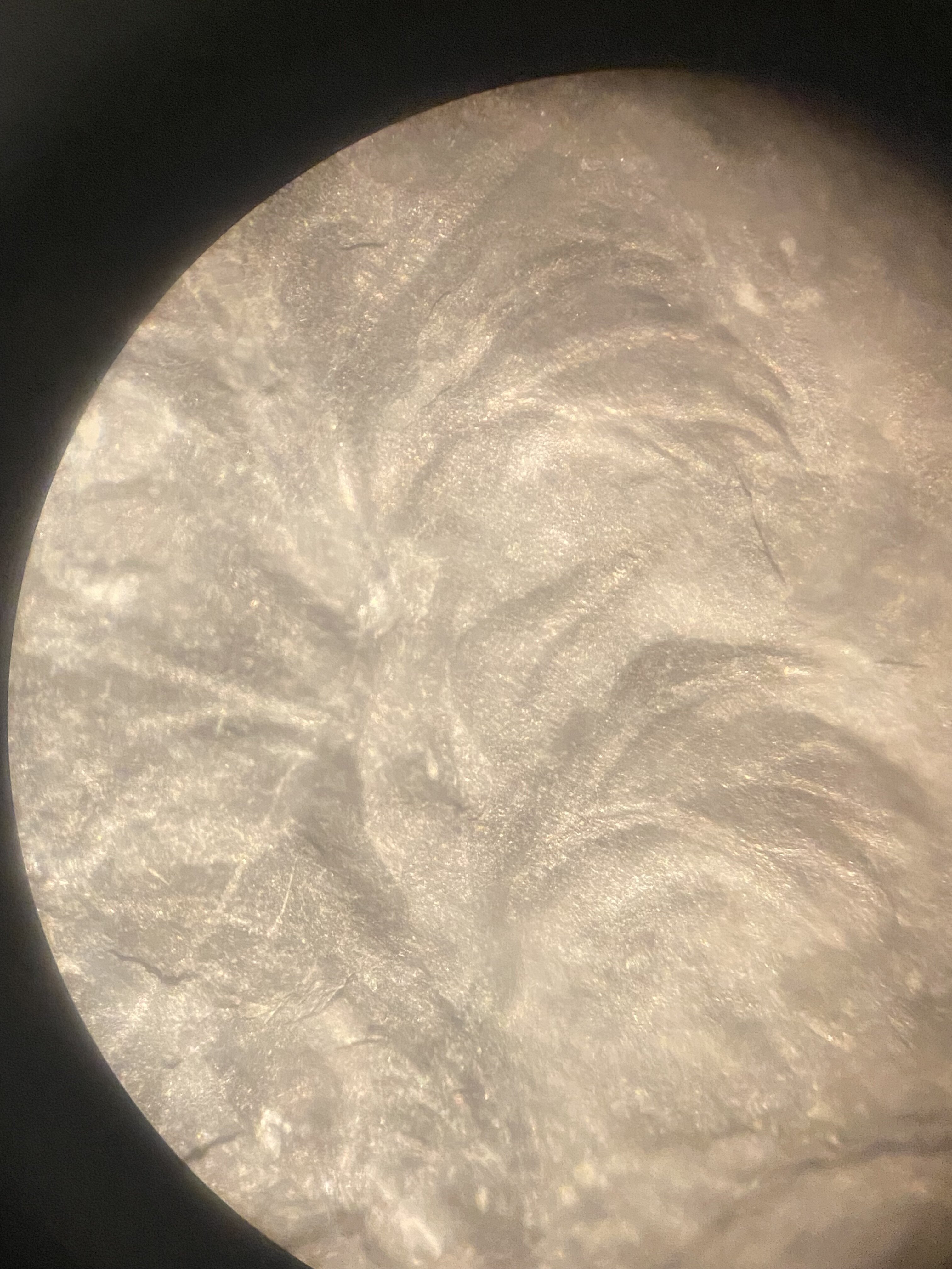 MYSTERY fossil plant from the Rhode island formation - Fossil ID - The ...