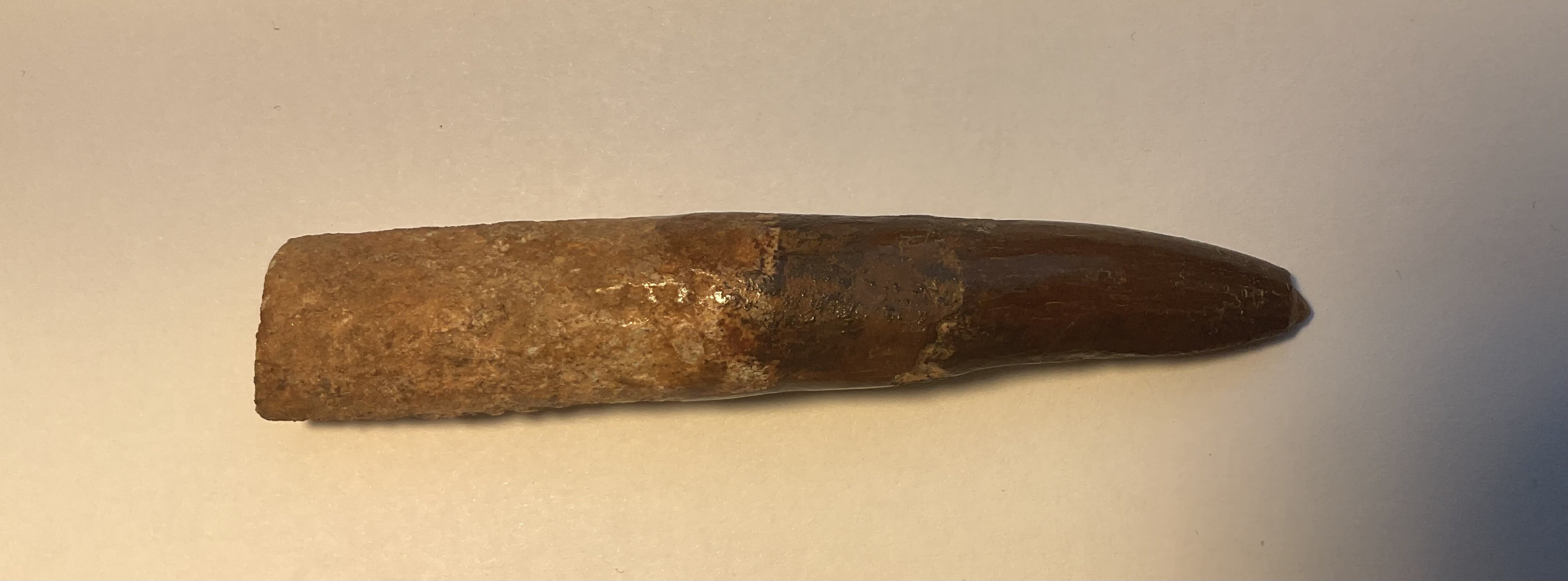 Real root on Moroccan Titanosaurid tooth ? - Is It Real? How to ...