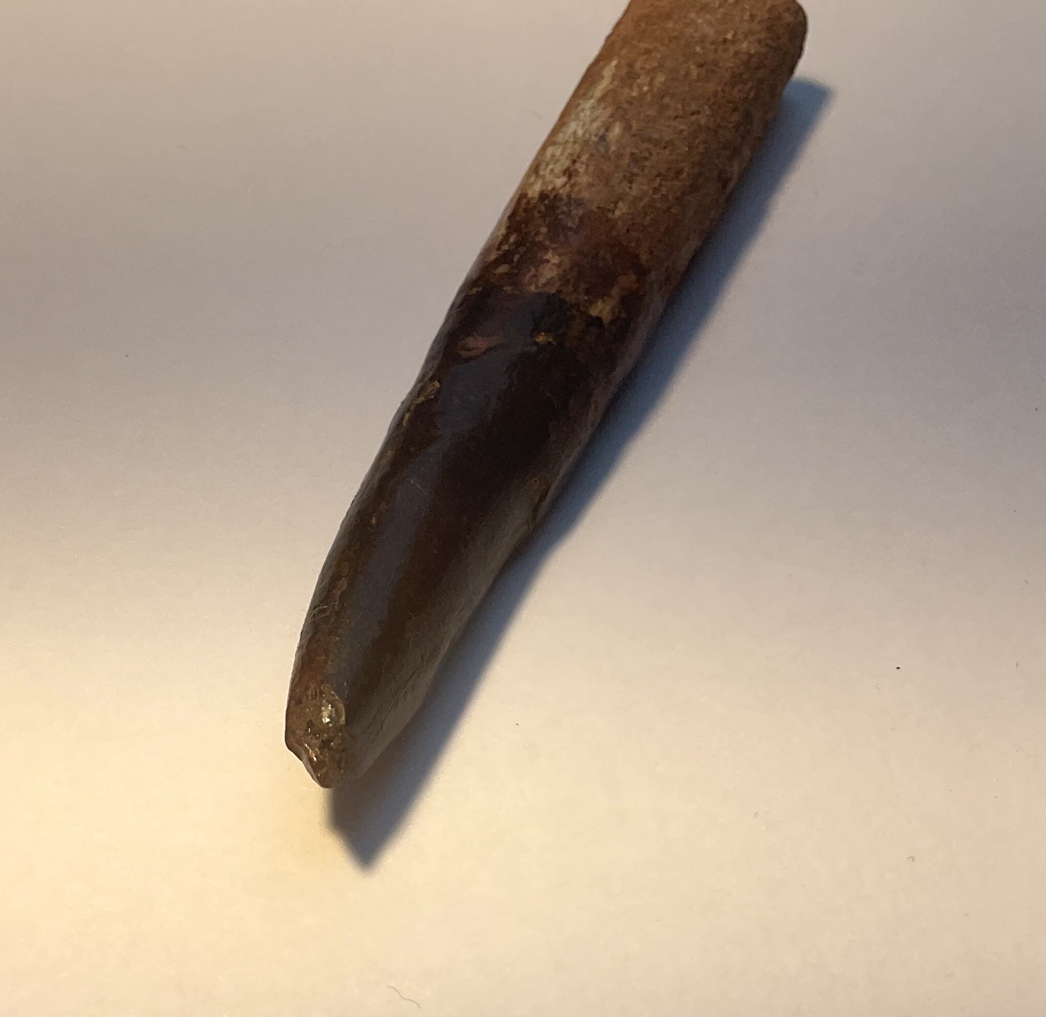 Real root on Moroccan Titanosaurid tooth ? - Is It Real? How to ...