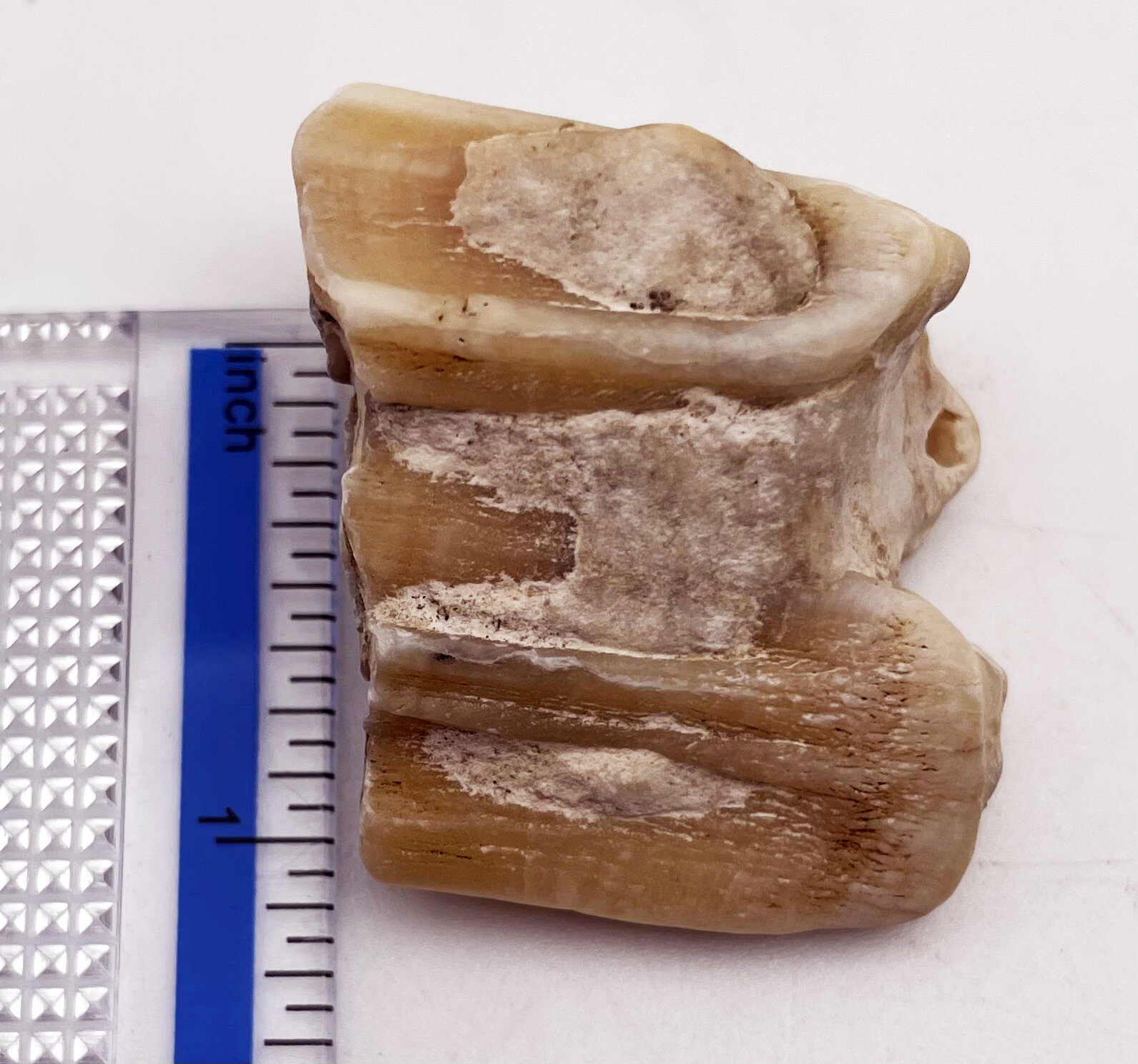 Is this a tooth or barnacle? - Fossil ID - The Fossil Forum