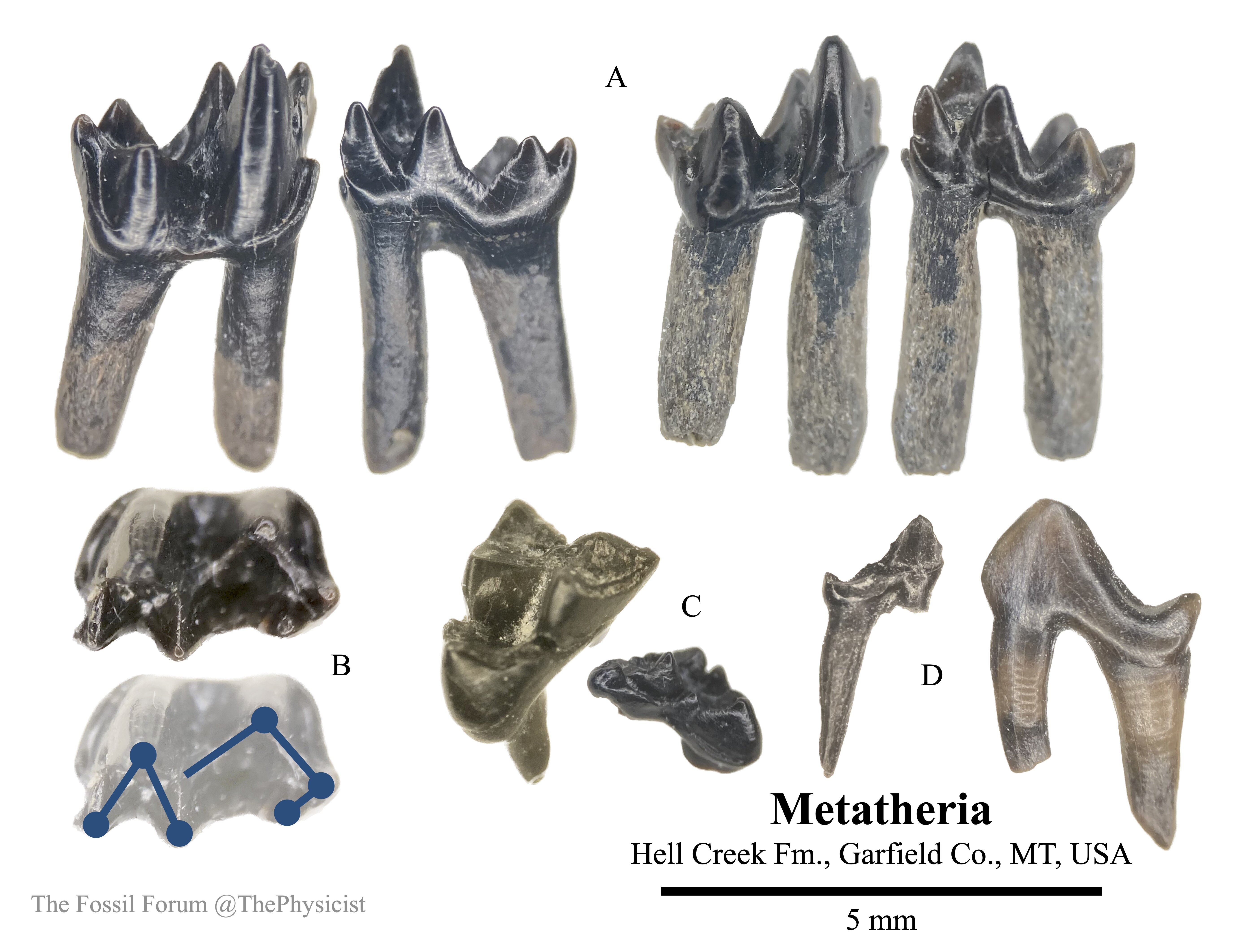 A Comprehensive Sampling of the Hell Creek Formation - Member ...