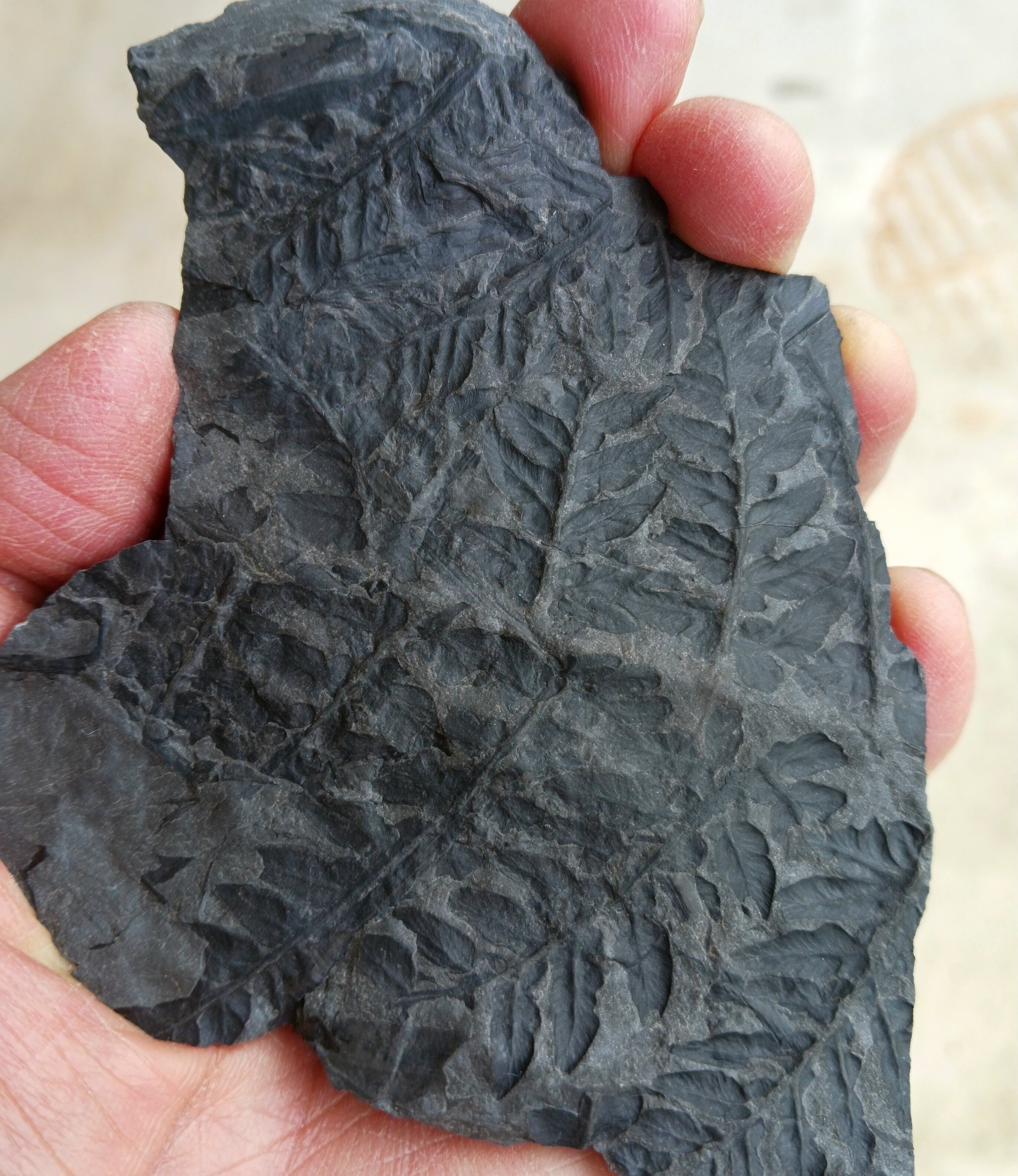 Carboniferous Plant Fossils - Fossil Hunting Trips - The Fossil Forum