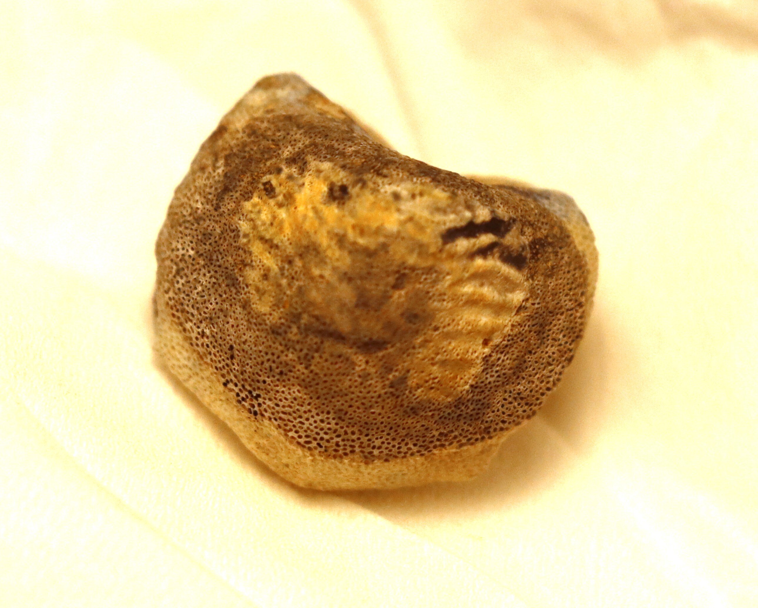 Cretaceous Bone ID - Fossil ID - The Fossil Forum