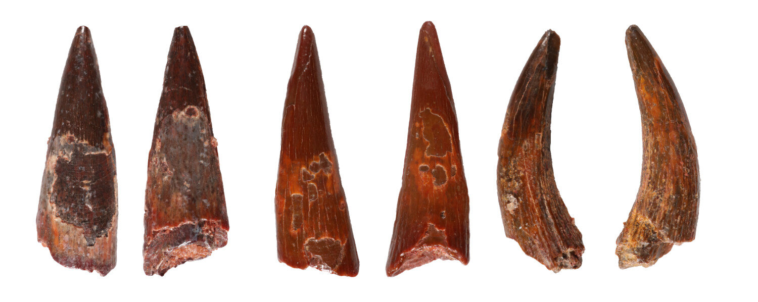 Pterosaur teeth? - Fossil ID - The Fossil Forum