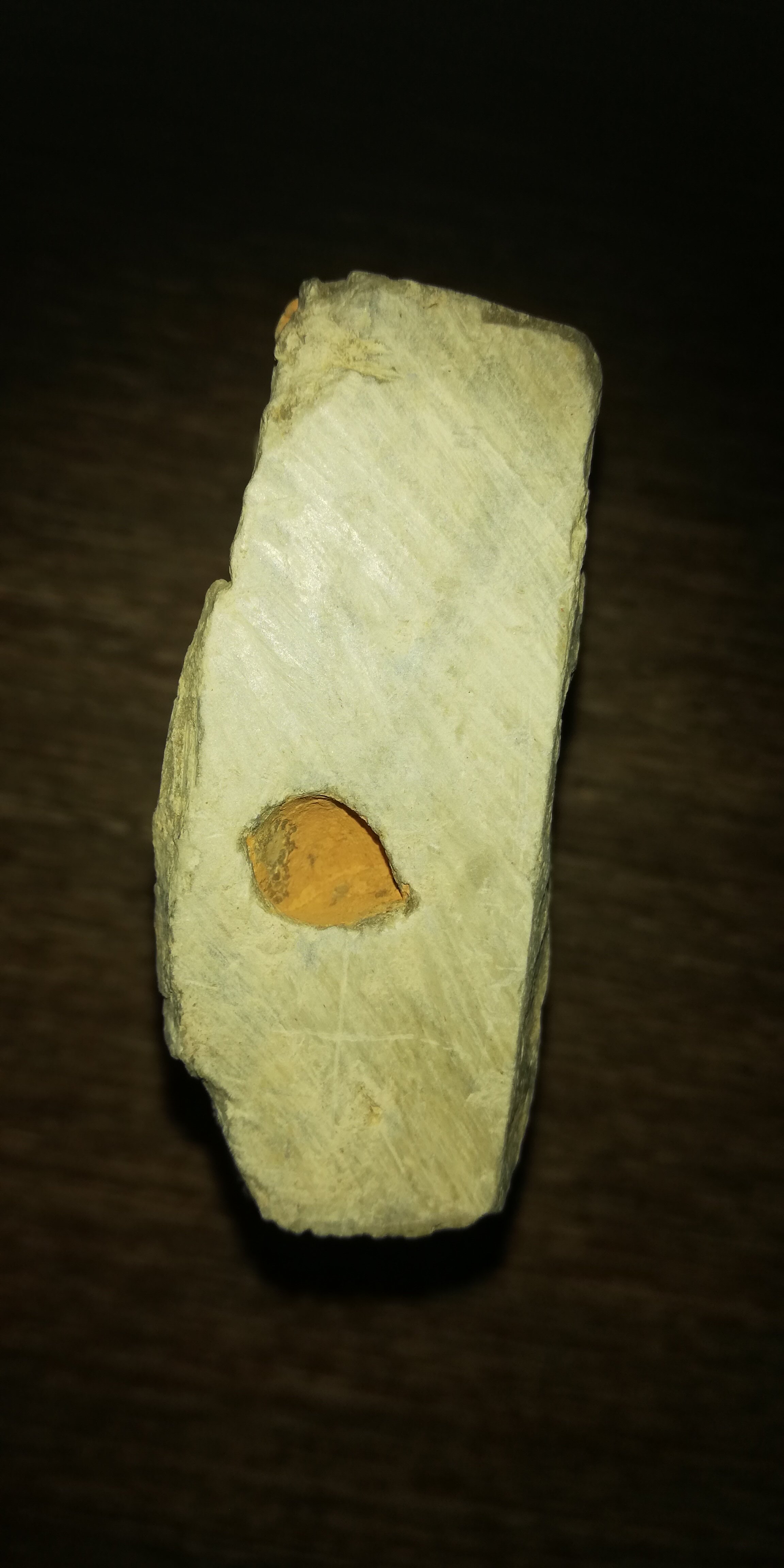 Coronocephalus or fake? - Fossil ID - The Fossil Forum