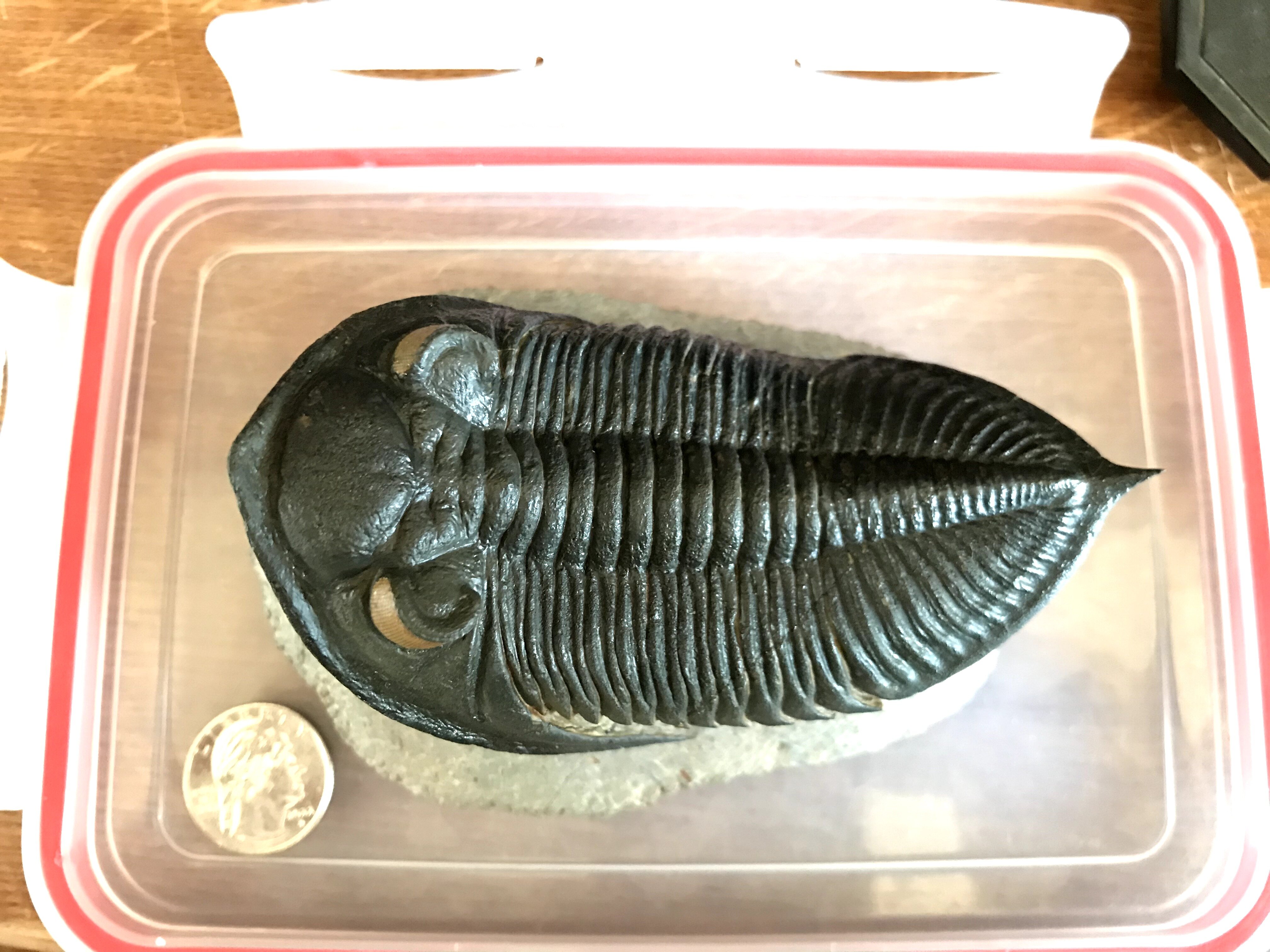 Fake Zilchovaspis trilobite from Morocco? - Is It Real? How to