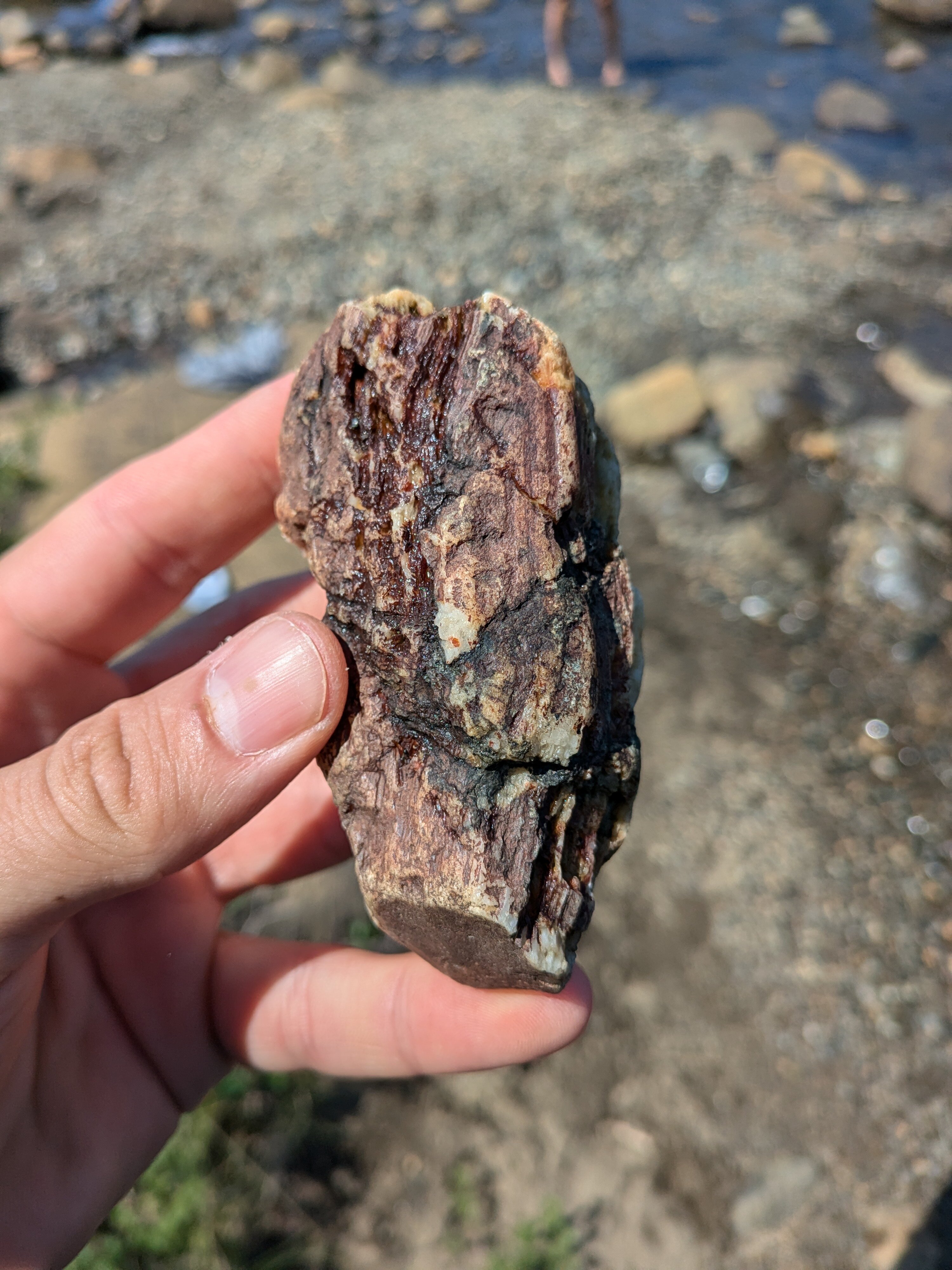 Could this potentially be petrified wood? Found near the tablelands