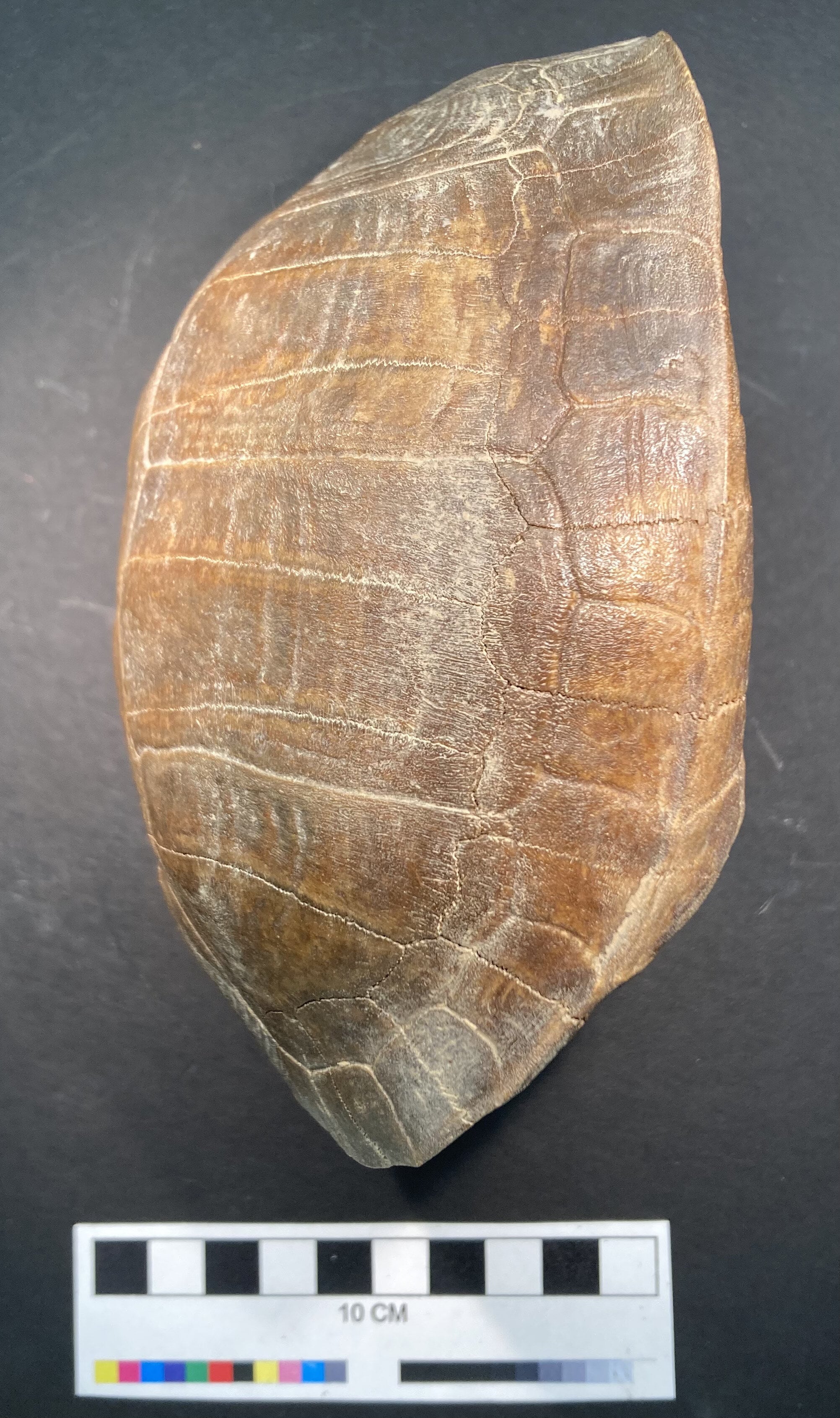 Pleistocene Turtle Carapace - Fossil ID - The Fossil Forum