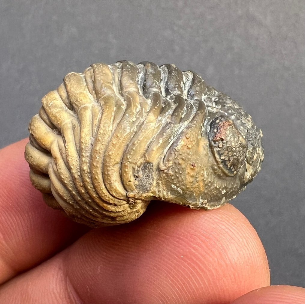 Rolled Pedinopariops vagabundus? - Fossil ID - The Fossil Forum