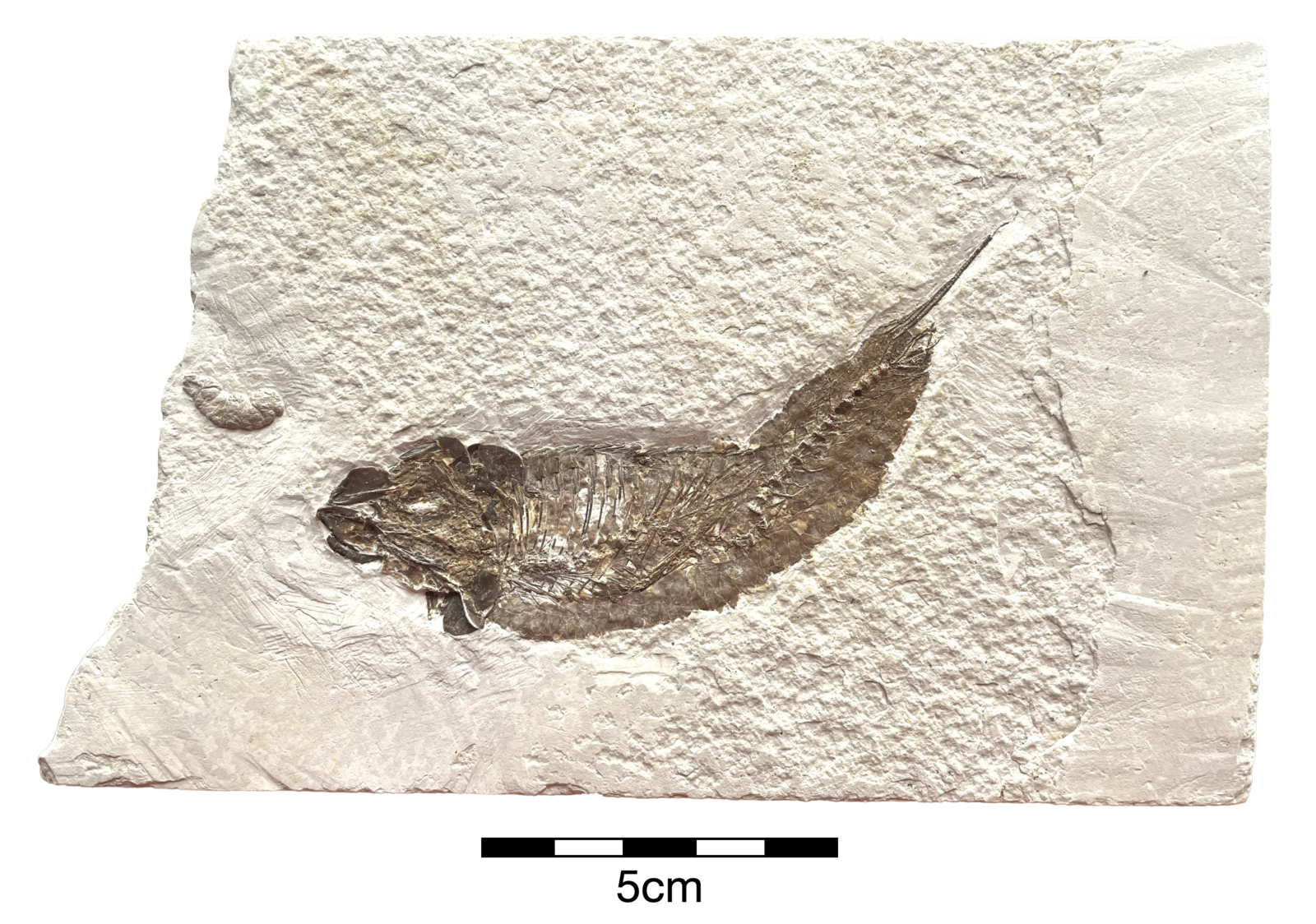 Knightia sp. - Member Collections - The Fossil Forum