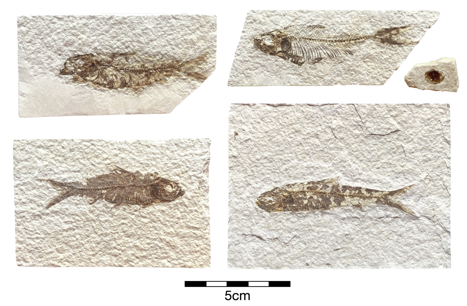 Knightia eocaena juveniles - Member Collections - The Fossil Forum