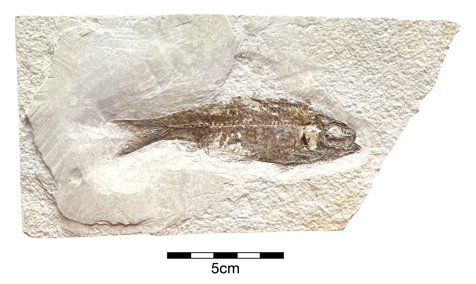 Knightia eocaena - Member Collections - The Fossil Forum