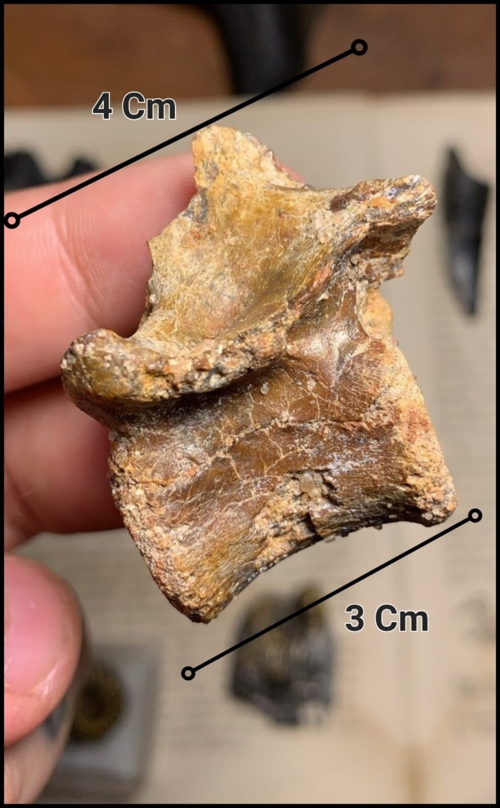 A mysterious vertebra of a small animal from the 