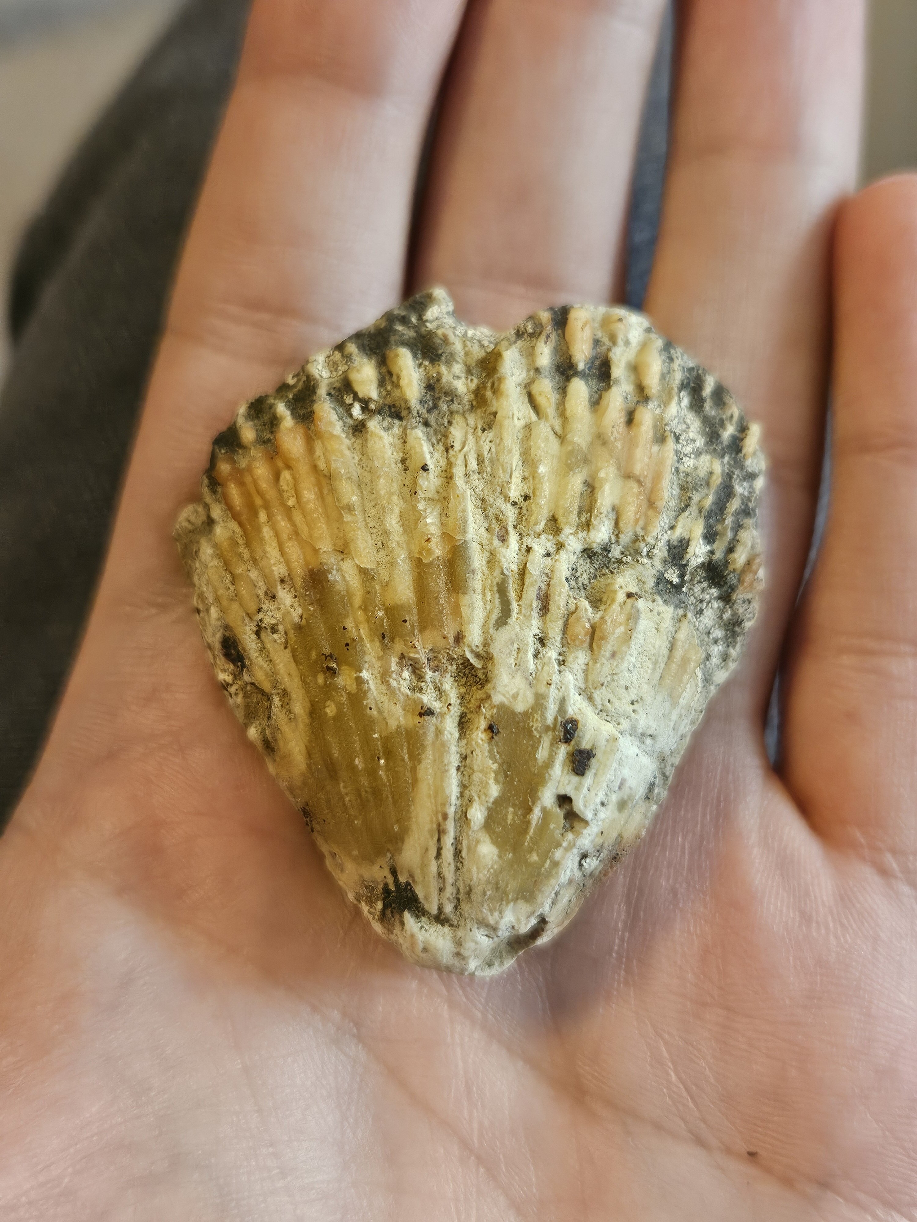 Several Fossils Collected Many Years Ago In The Loire Valley France Several Fossils Collected Many Years Ago In The Loire Valley France