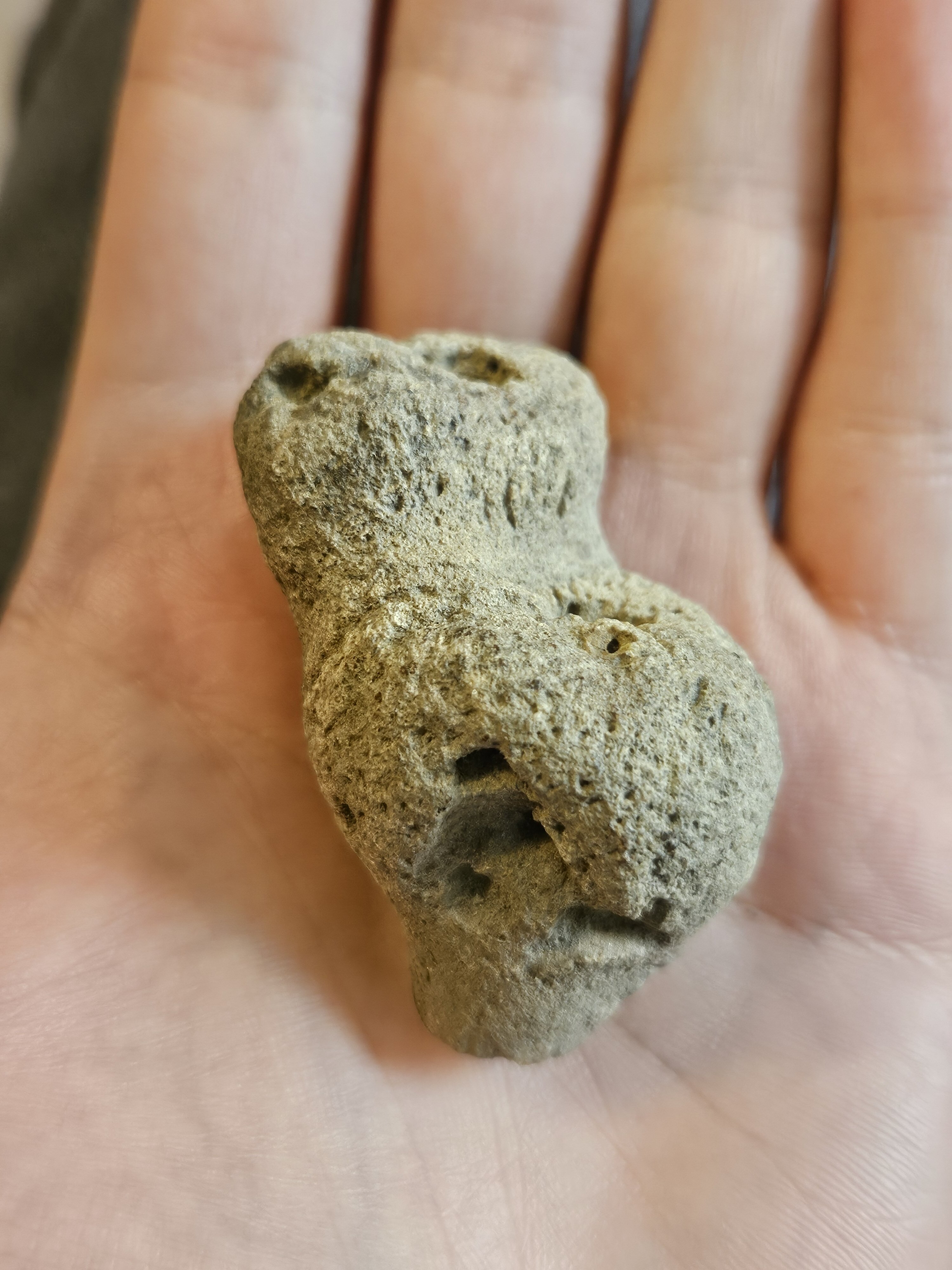 Several Fossils Collected Many Years Ago In The Loire Valley France Several Fossils Collected Many Years Ago In The Loire Valley France