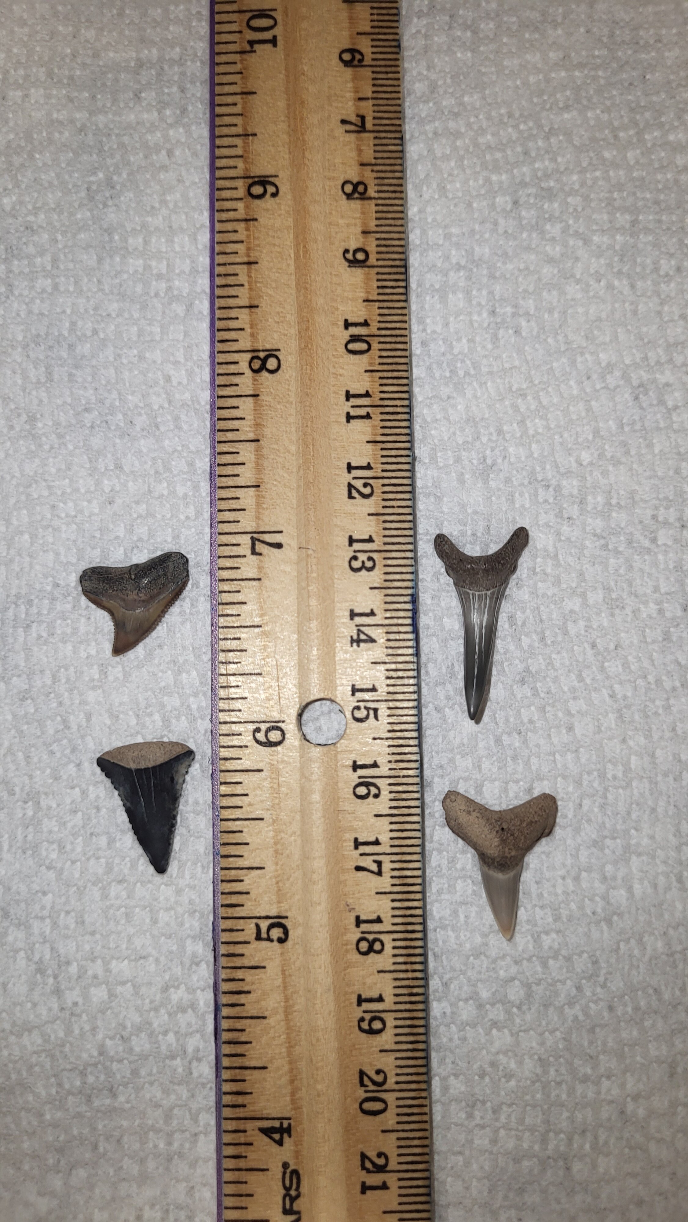 Shark teeth ID - Fossil ID - The Fossil Forum