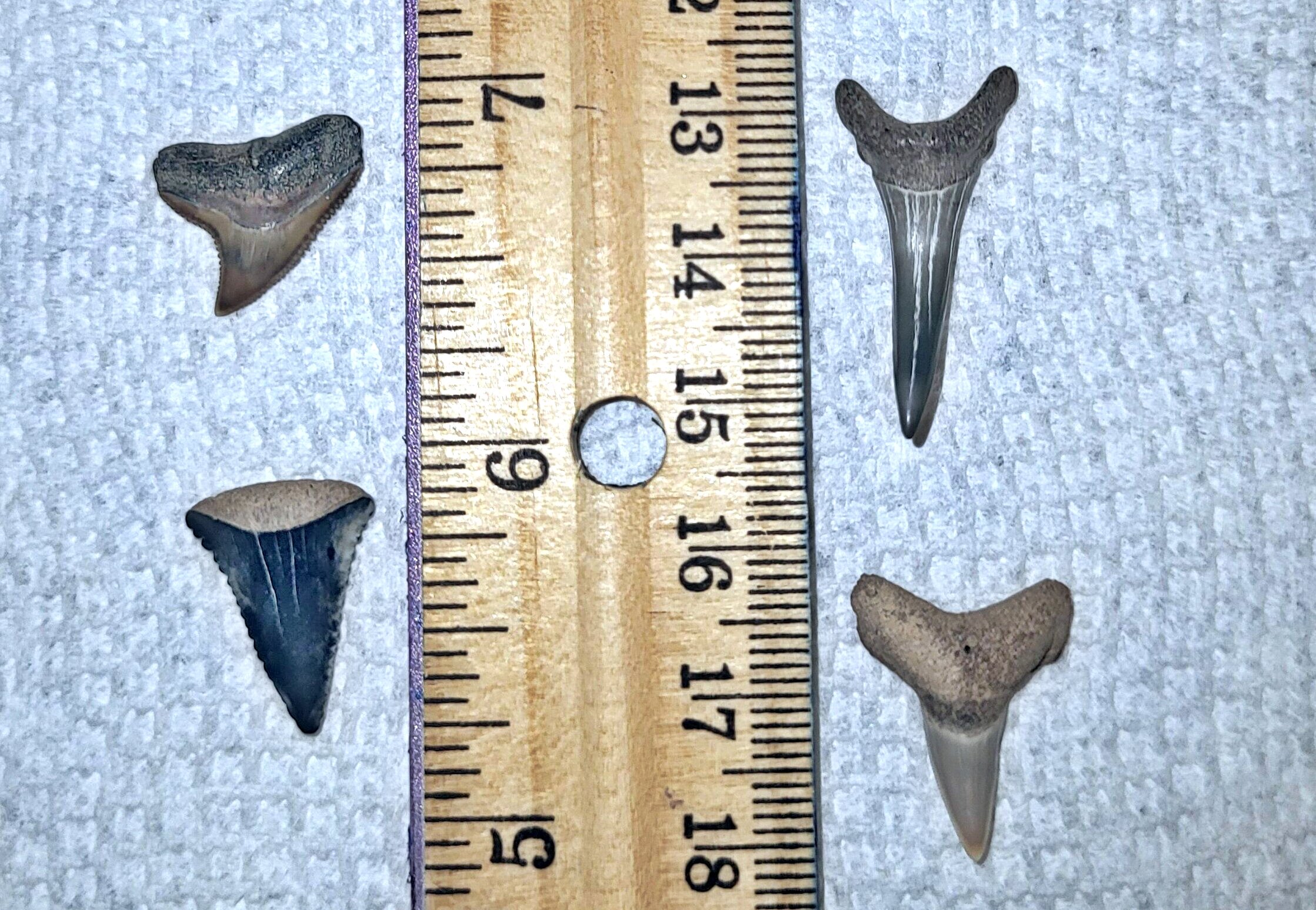 Shark teeth ID - Fossil ID - The Fossil Forum