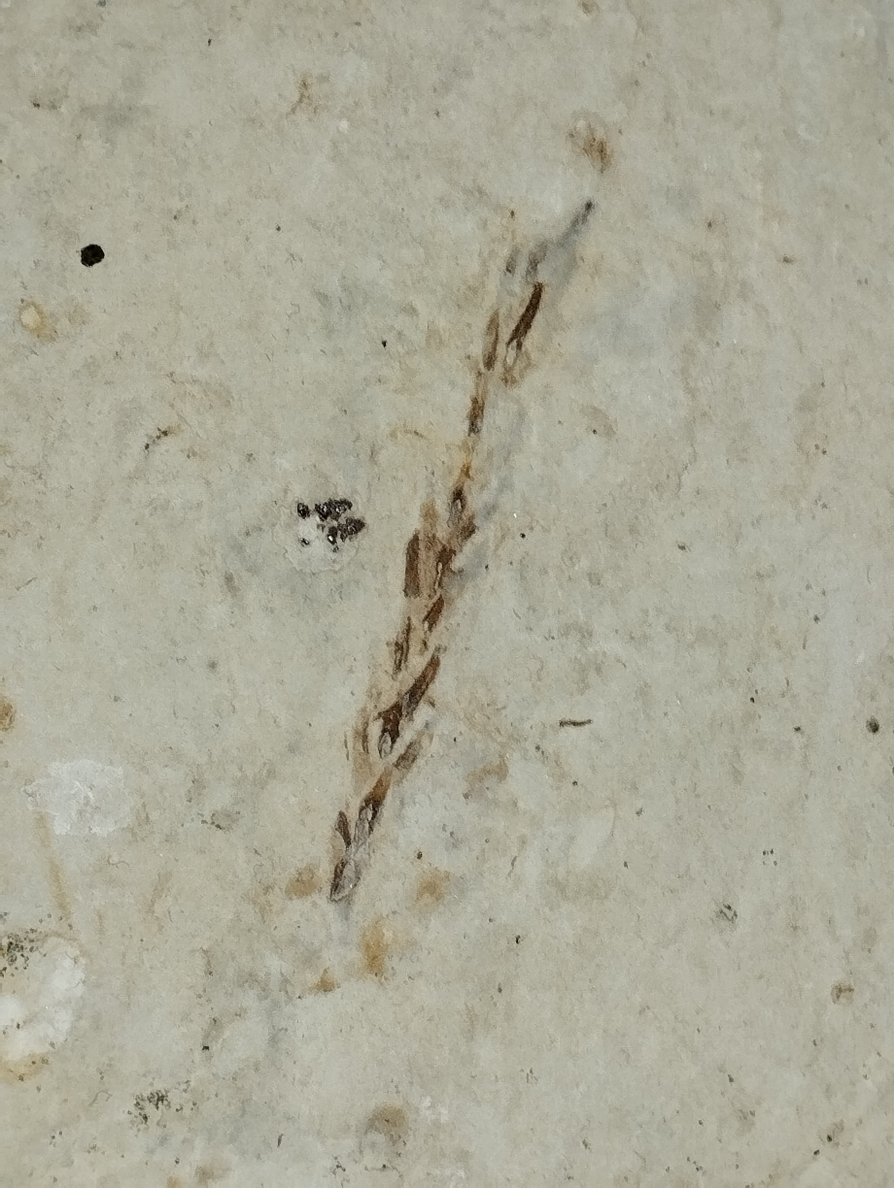 Thuja branch? - Fossil ID - The Fossil Forum