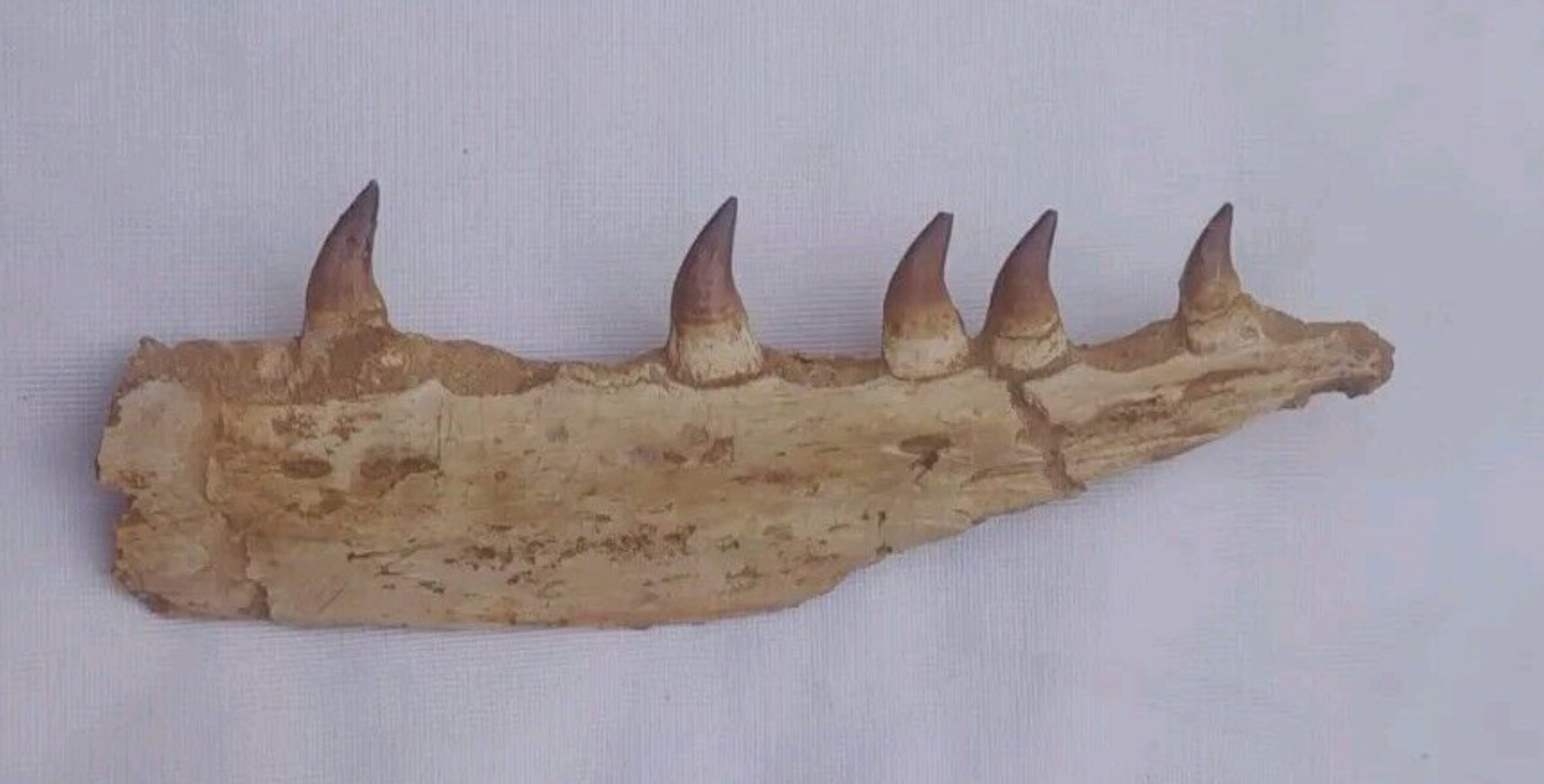 Thalassotitan pterygoid ? - Fossil ID - The Fossil Forum
