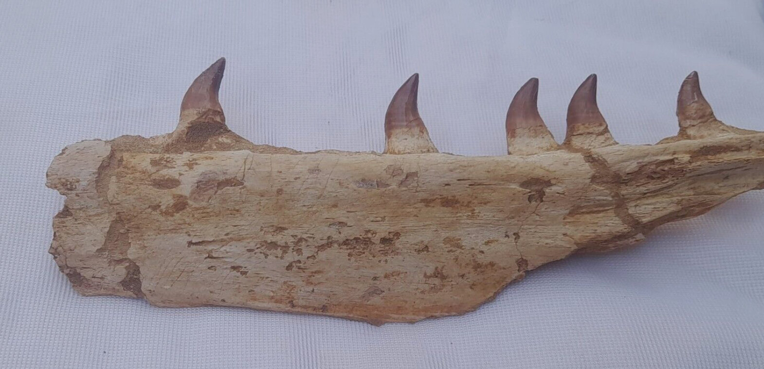 Thalassotitan pterygoid ? - Fossil ID - The Fossil Forum