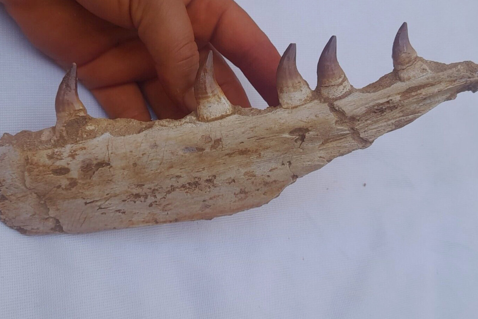 Thalassotitan pterygoid ? - Fossil ID - The Fossil Forum