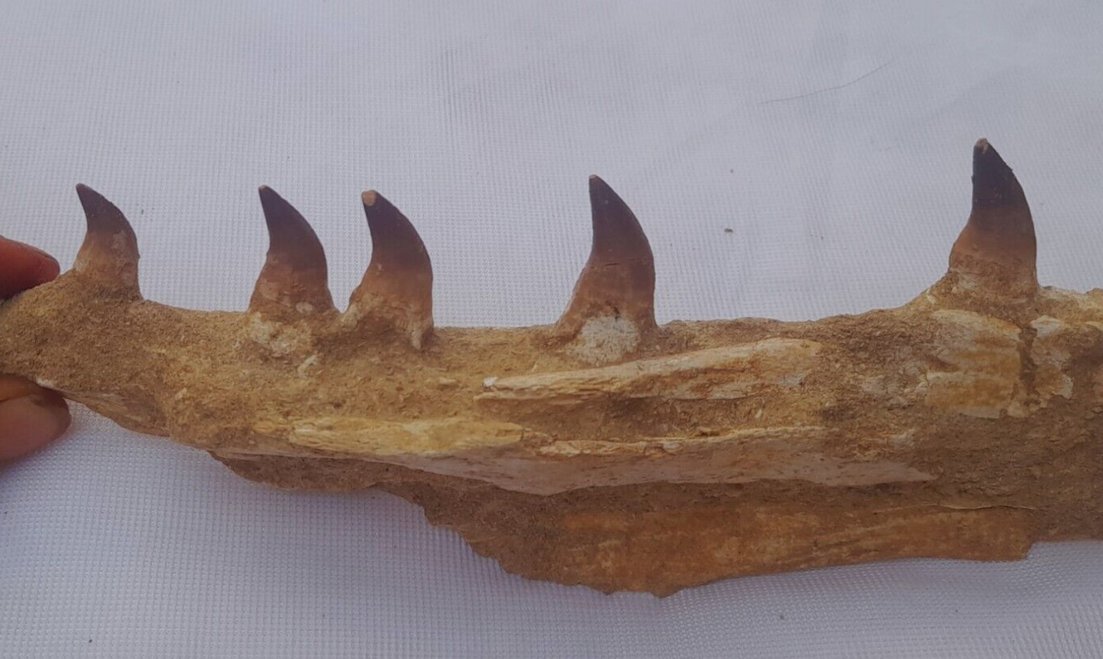 Thalassotitan pterygoid ? - Fossil ID - The Fossil Forum