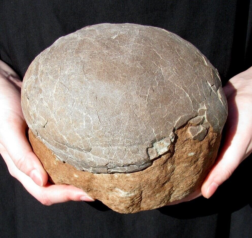 Dinosaur eggs for sale Is It Real? How to Recognize