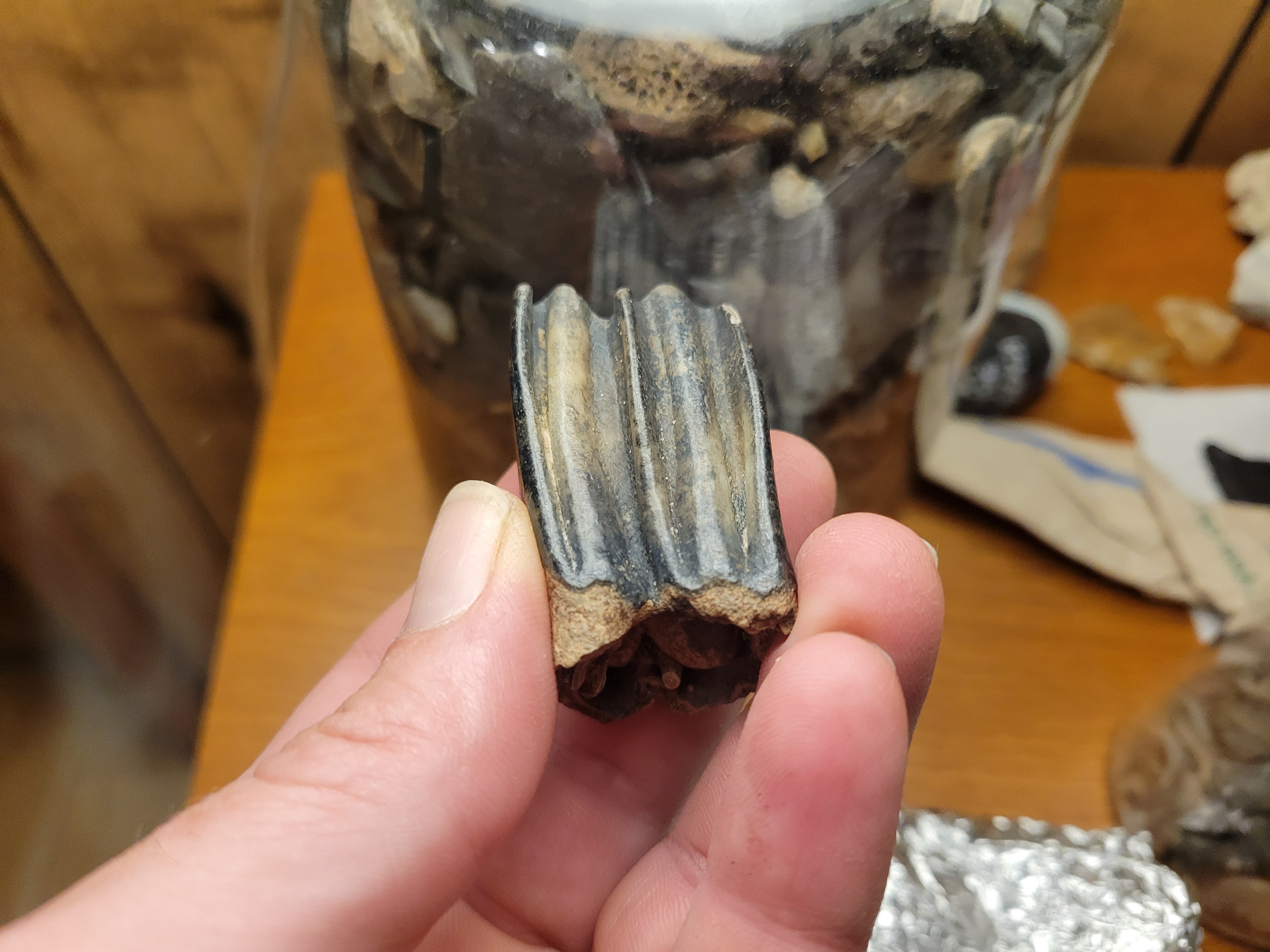 M1 or M2? - Fossil ID - The Fossil Forum