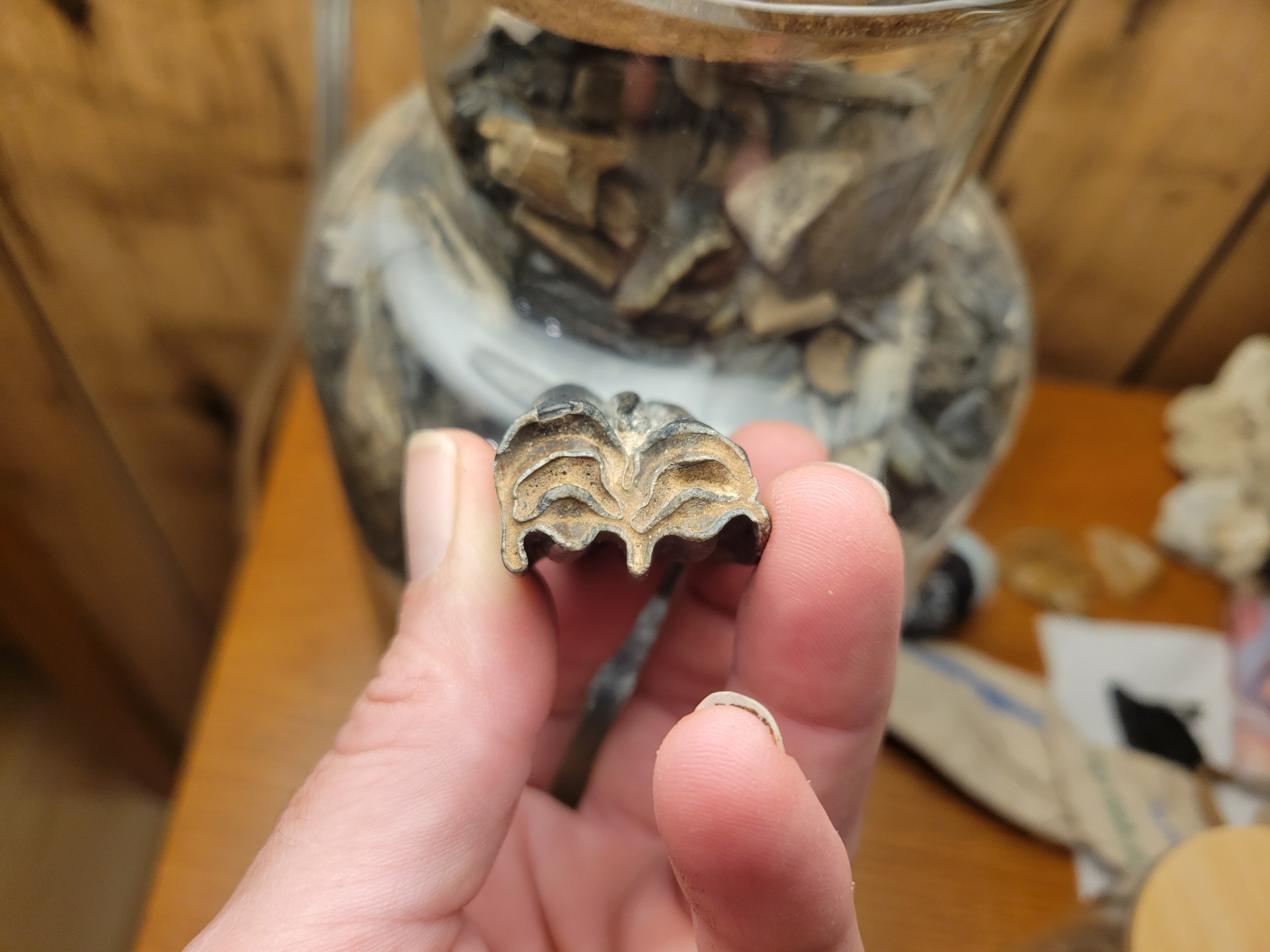 M1 or M2? - Fossil ID - The Fossil Forum