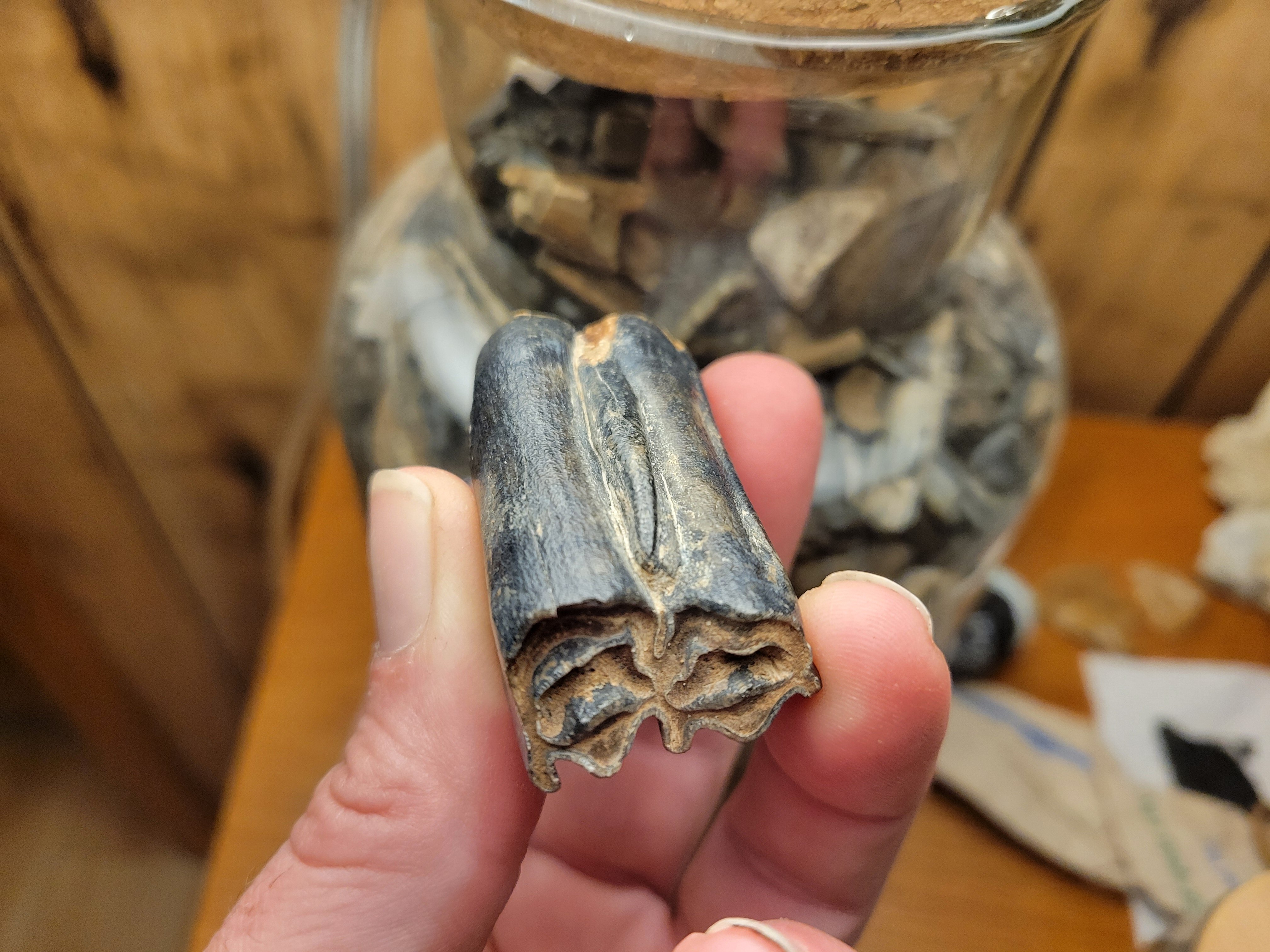 M1 or M2? - Fossil ID - The Fossil Forum