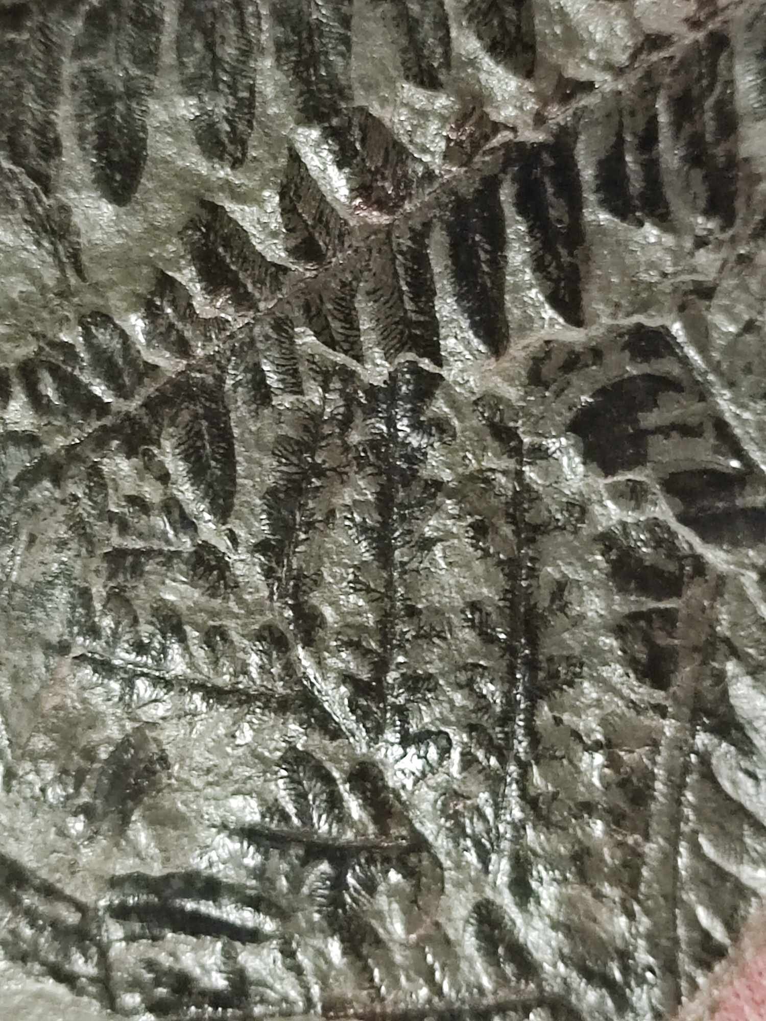 Identification of plant plate from the carboniferous - Fossil ID - The ...