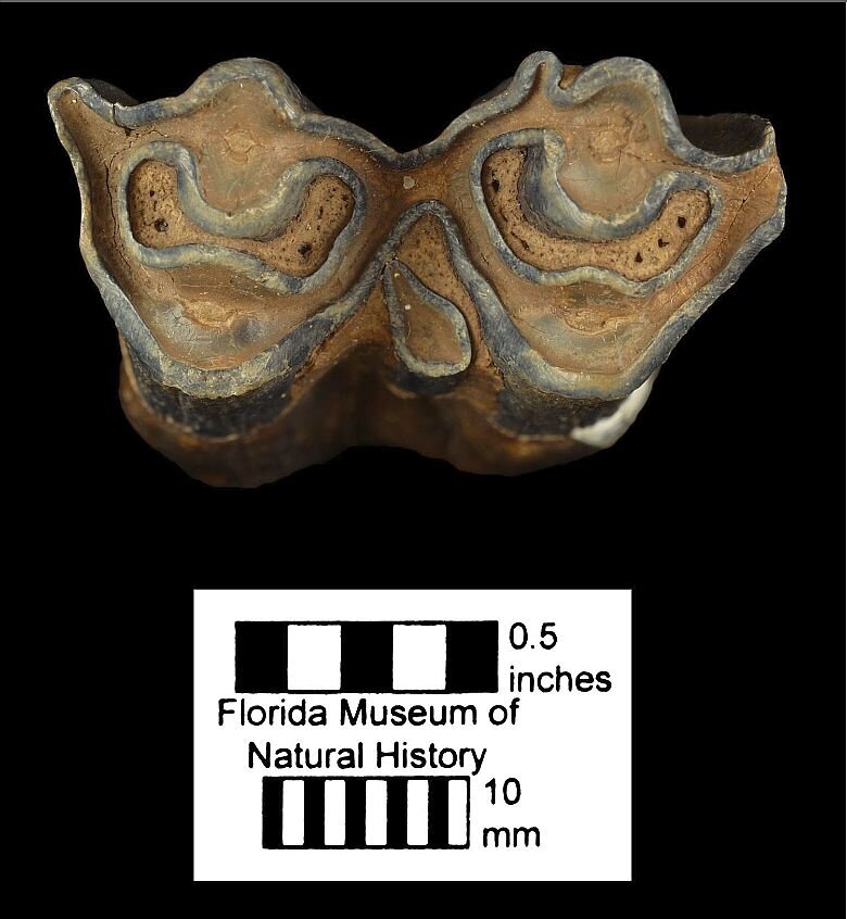 M1 or M2? - Fossil ID - The Fossil Forum